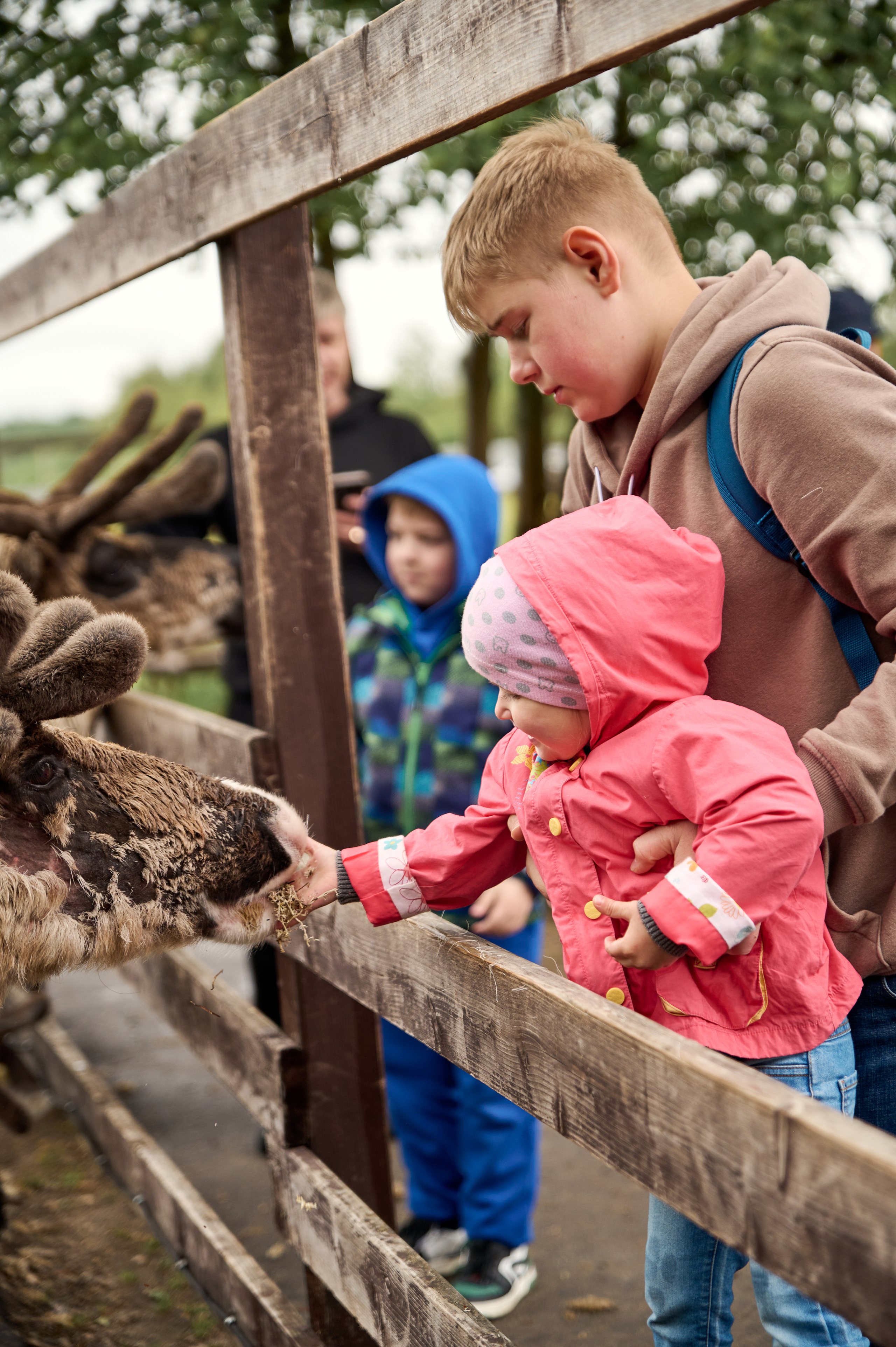 Оленья ферма «Северный олень». Фотограф Егорьевск Коломна Воскресенск