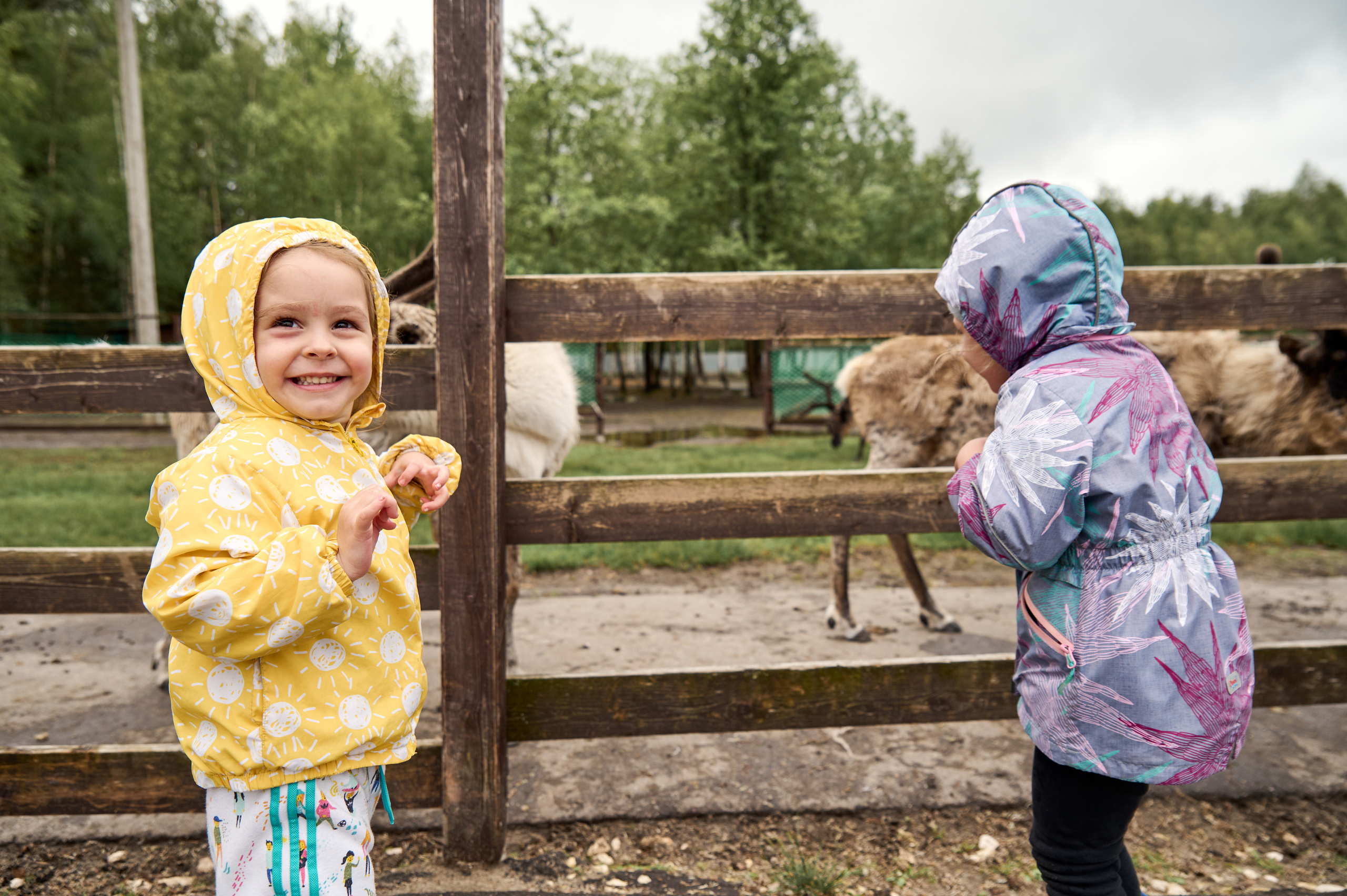 Оленья ферма «Северный олень». Фотограф Егорьевск Коломна Воскресенск