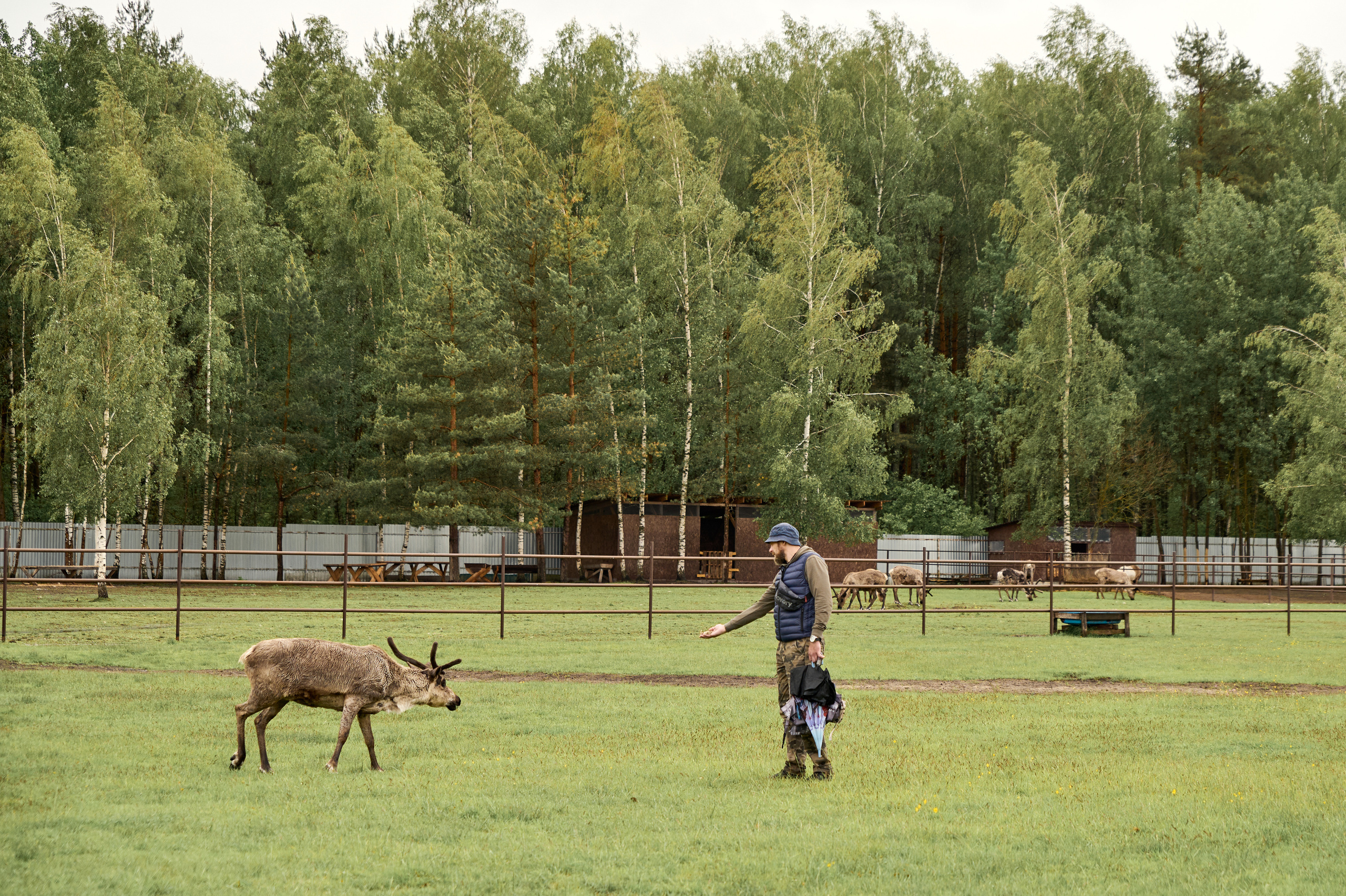 Оленья ферма «Северный олень». Фотограф Егорьевск Коломна Воскресенск