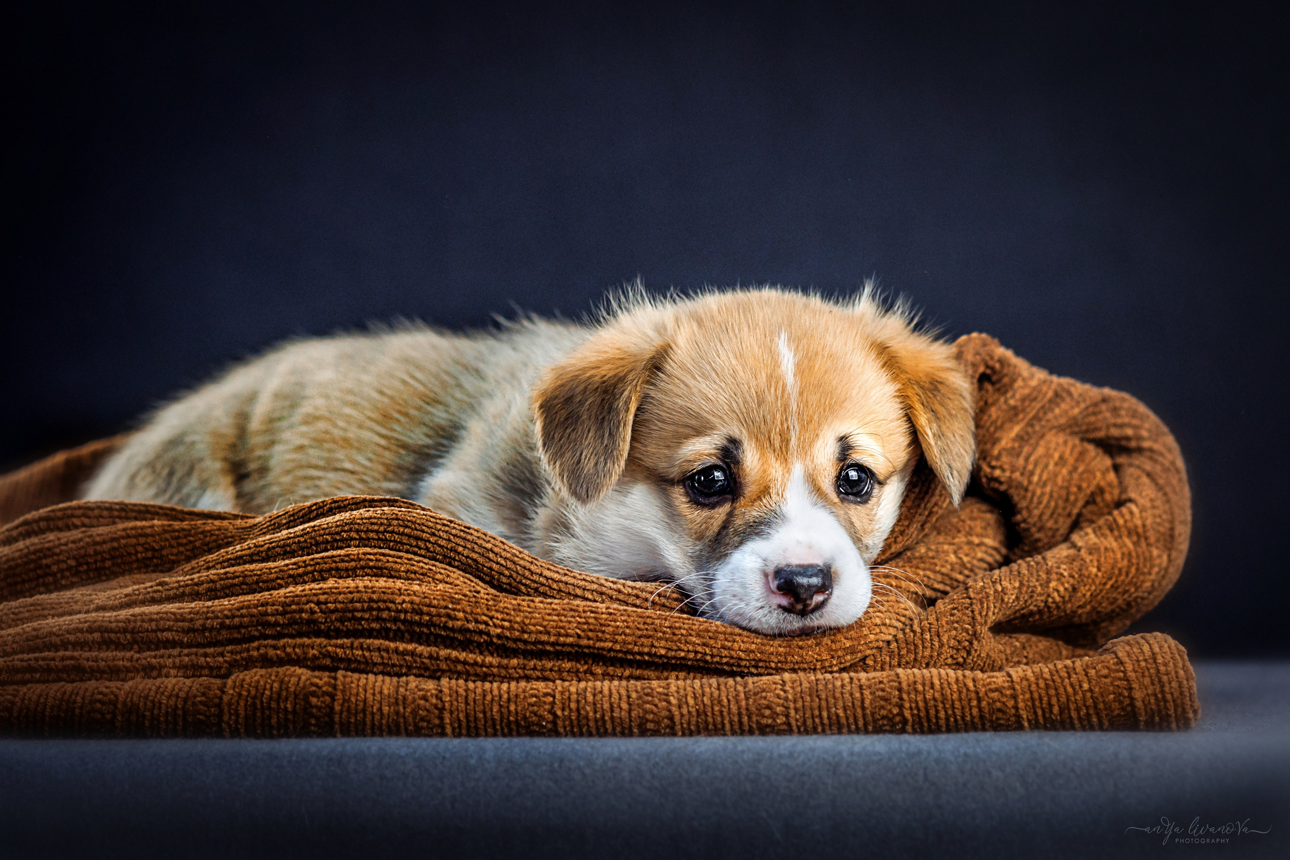 Коржики. Фотограф анималист Аня Ливанова | Рыбинск