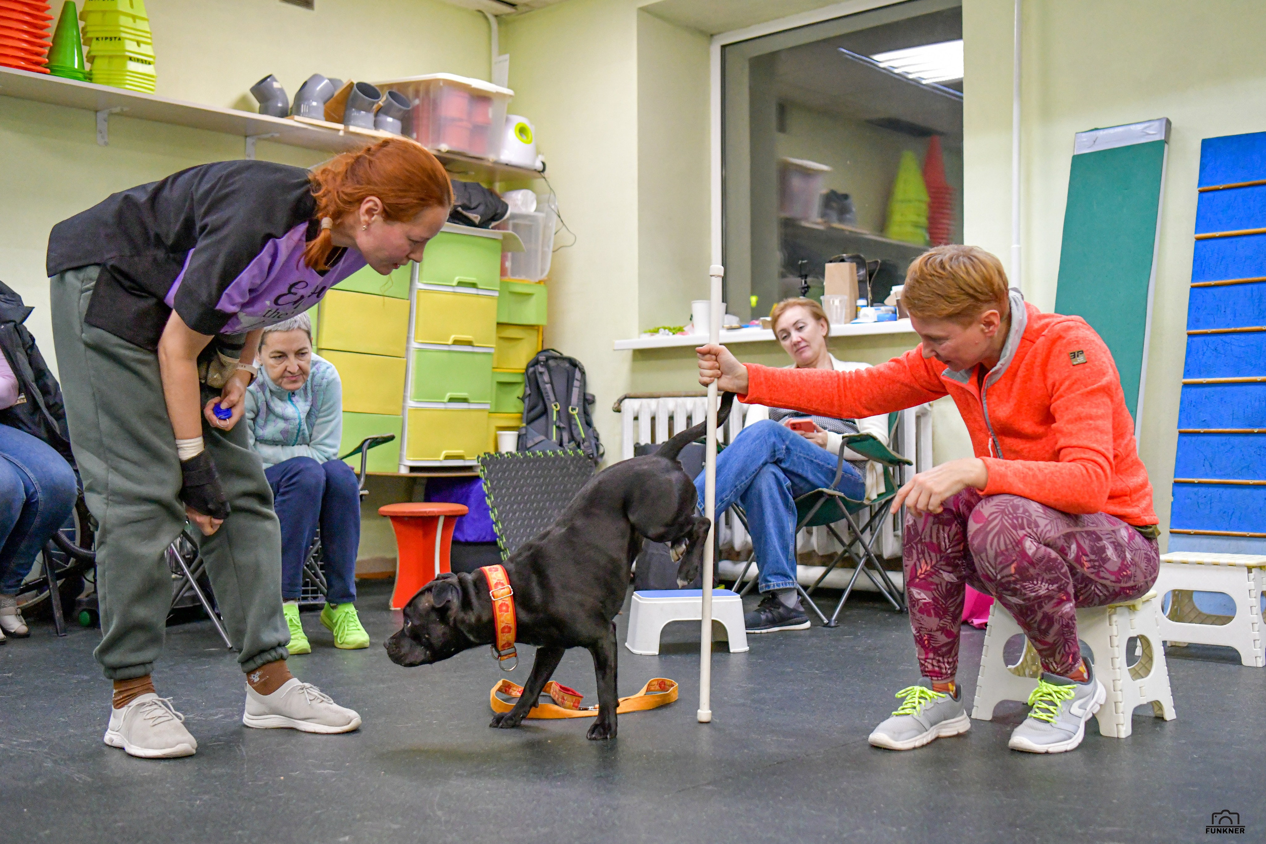 Кинологический клуб «Бодрый хвост». Свой взгляд через объектив