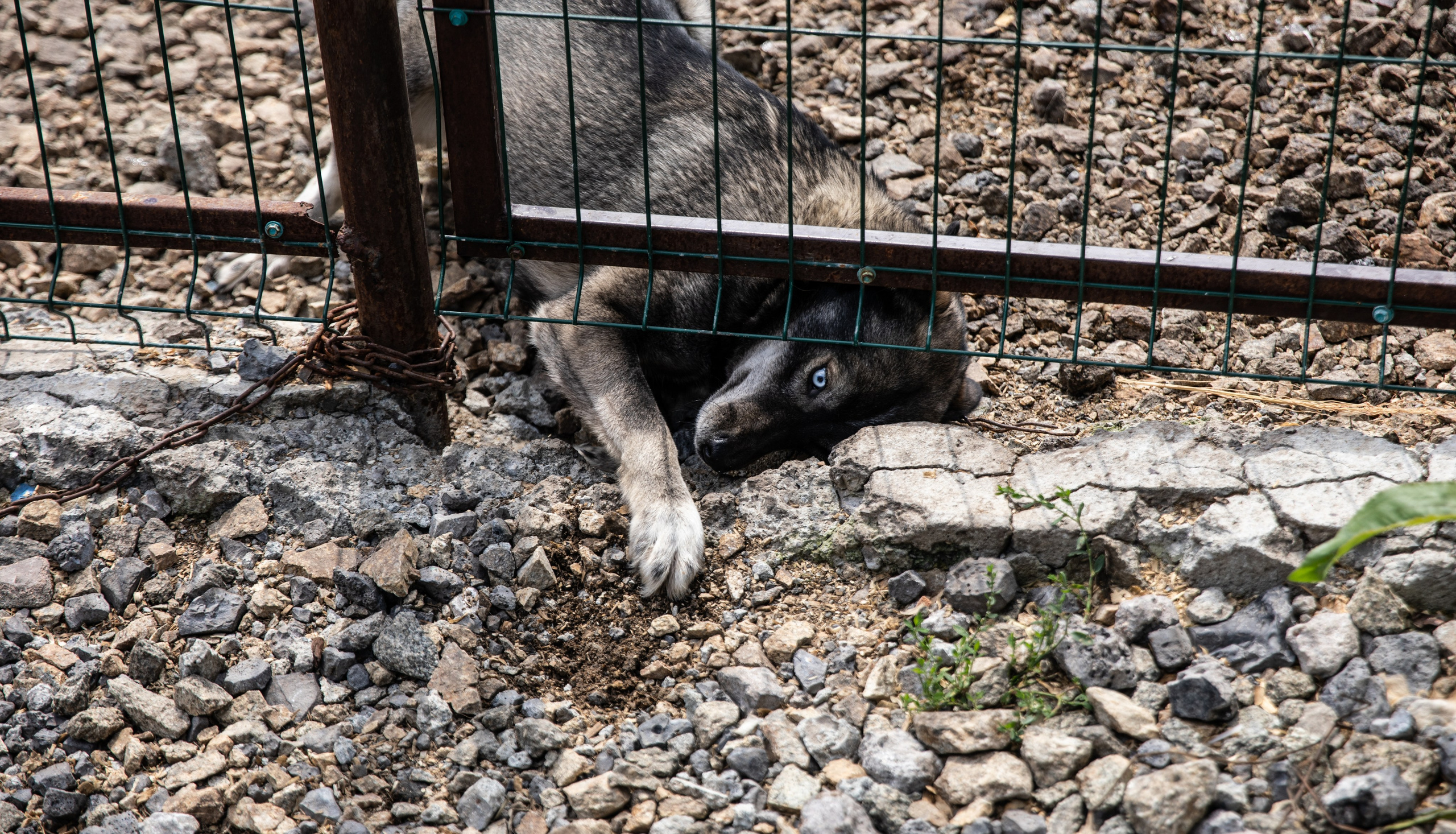 Приют — Наш дом. Репортажный и свадебный фотограф в Челябинске Елисеев Павел