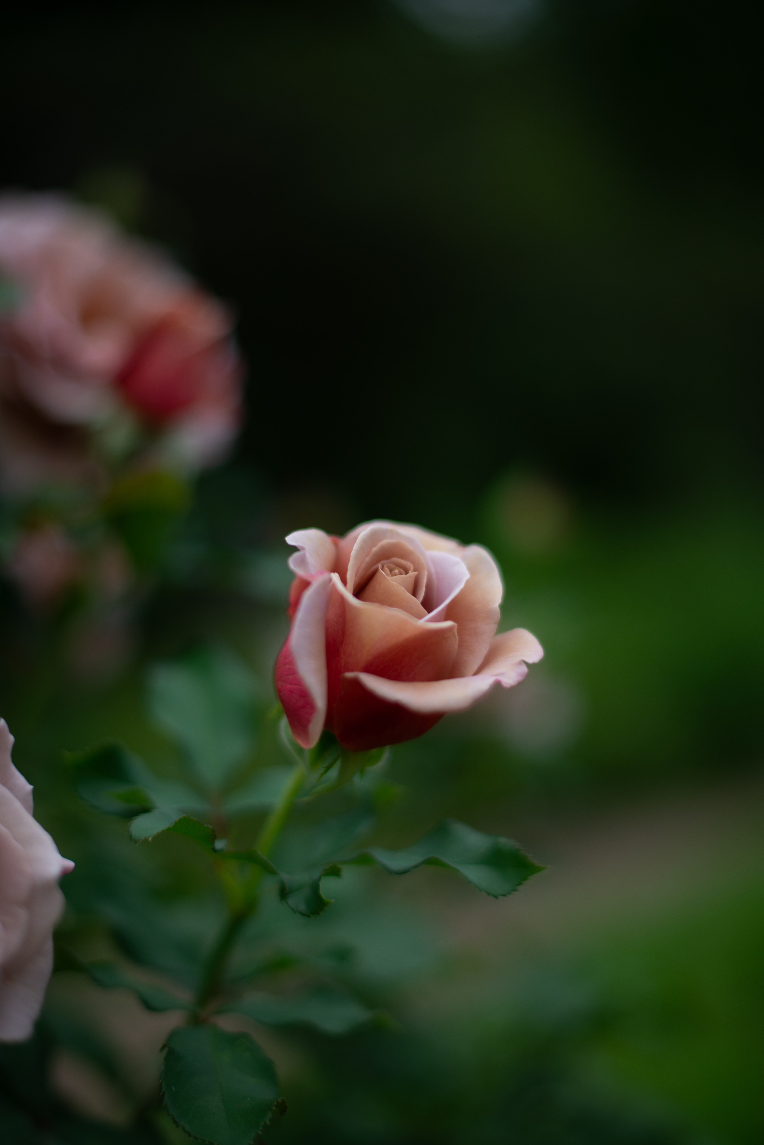 Цветы сада МГУ. Victoria Radjevna Репортажный Фотограф — Видеограф Москва • Санкт-Петербург