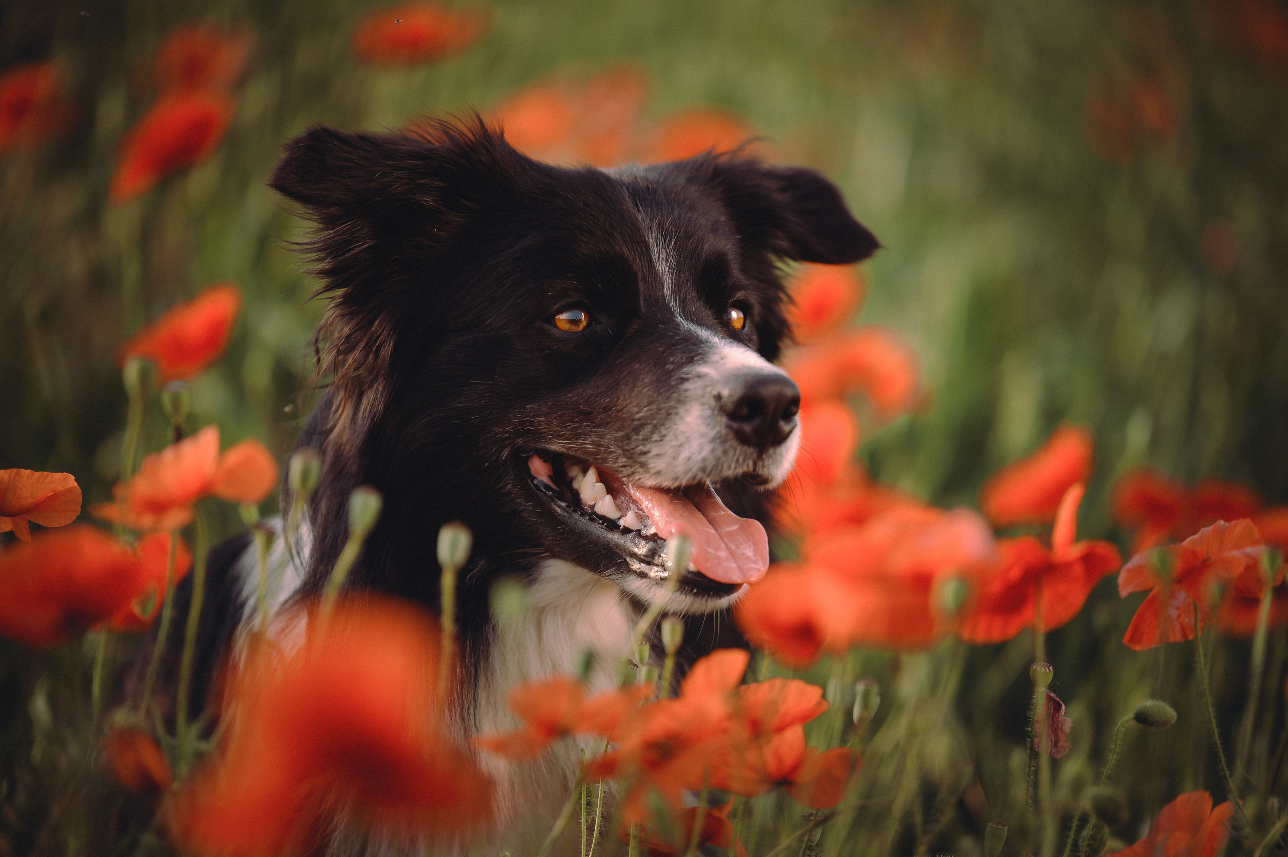 Прогулка на рассвете с бордер-колли. Фотограф в Ростове —на — Дону