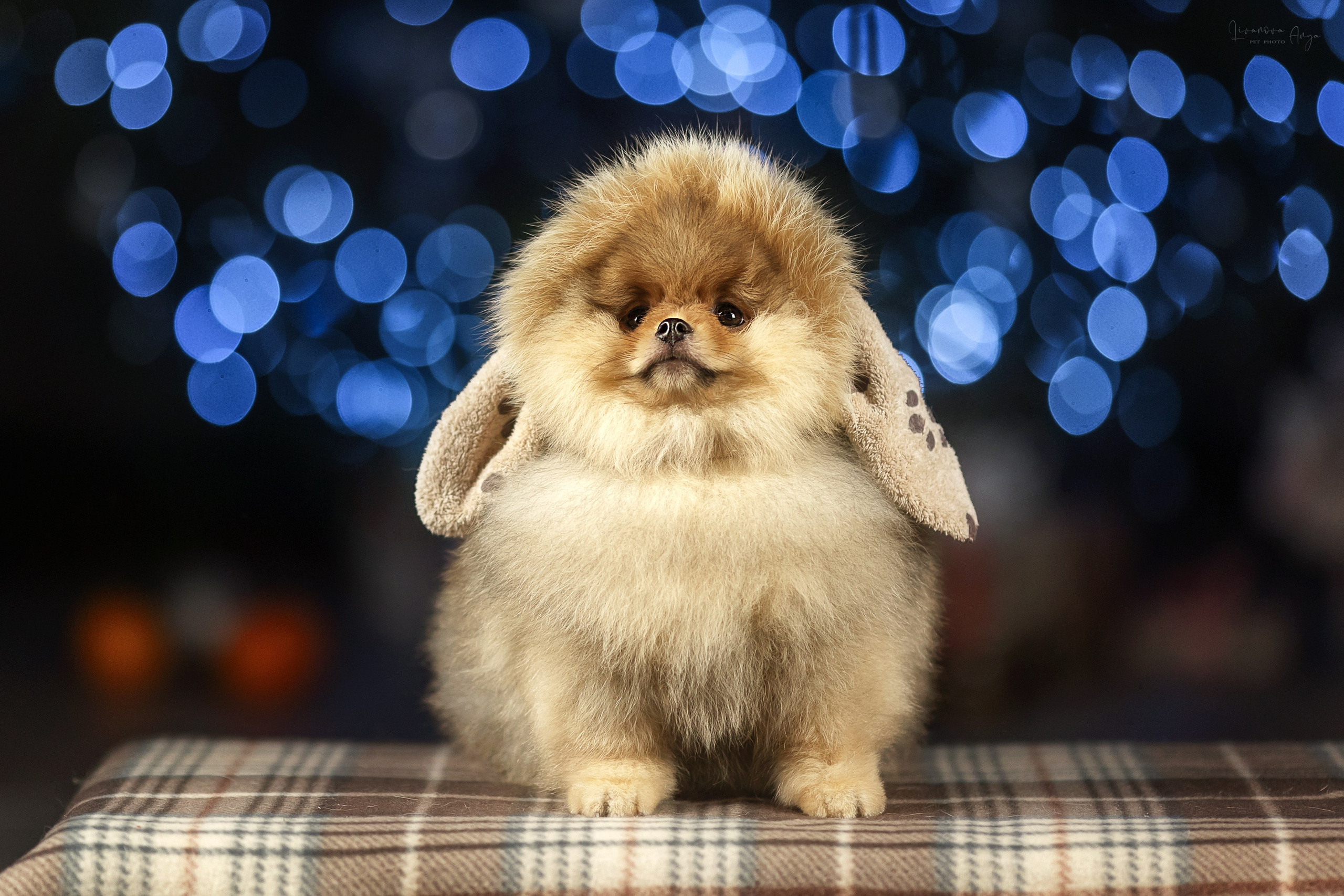 Фотодень_1 2025. Фотограф анималист Аня Ливанова | Рыбинск