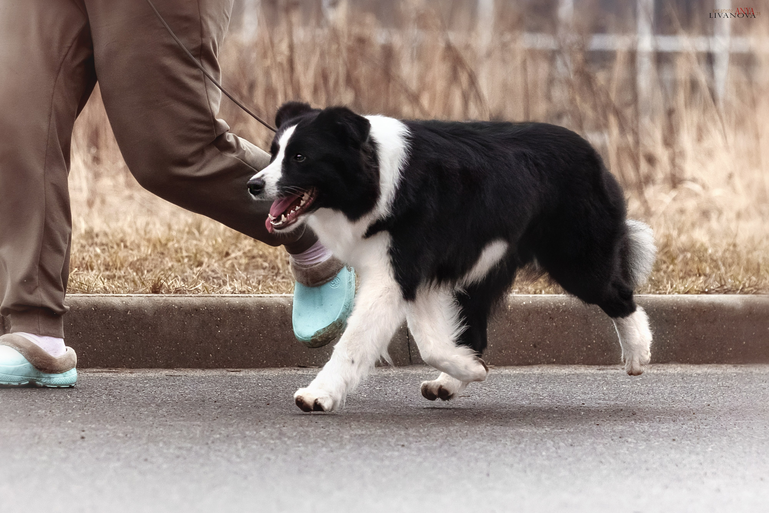 Майли. Фотограф анималист Аня Ливанова | Рыбинск