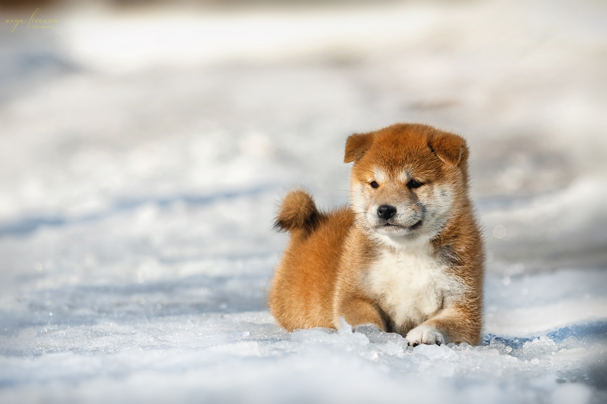 Сибы. Фотограф анималист Аня Ливанова | Рыбинск