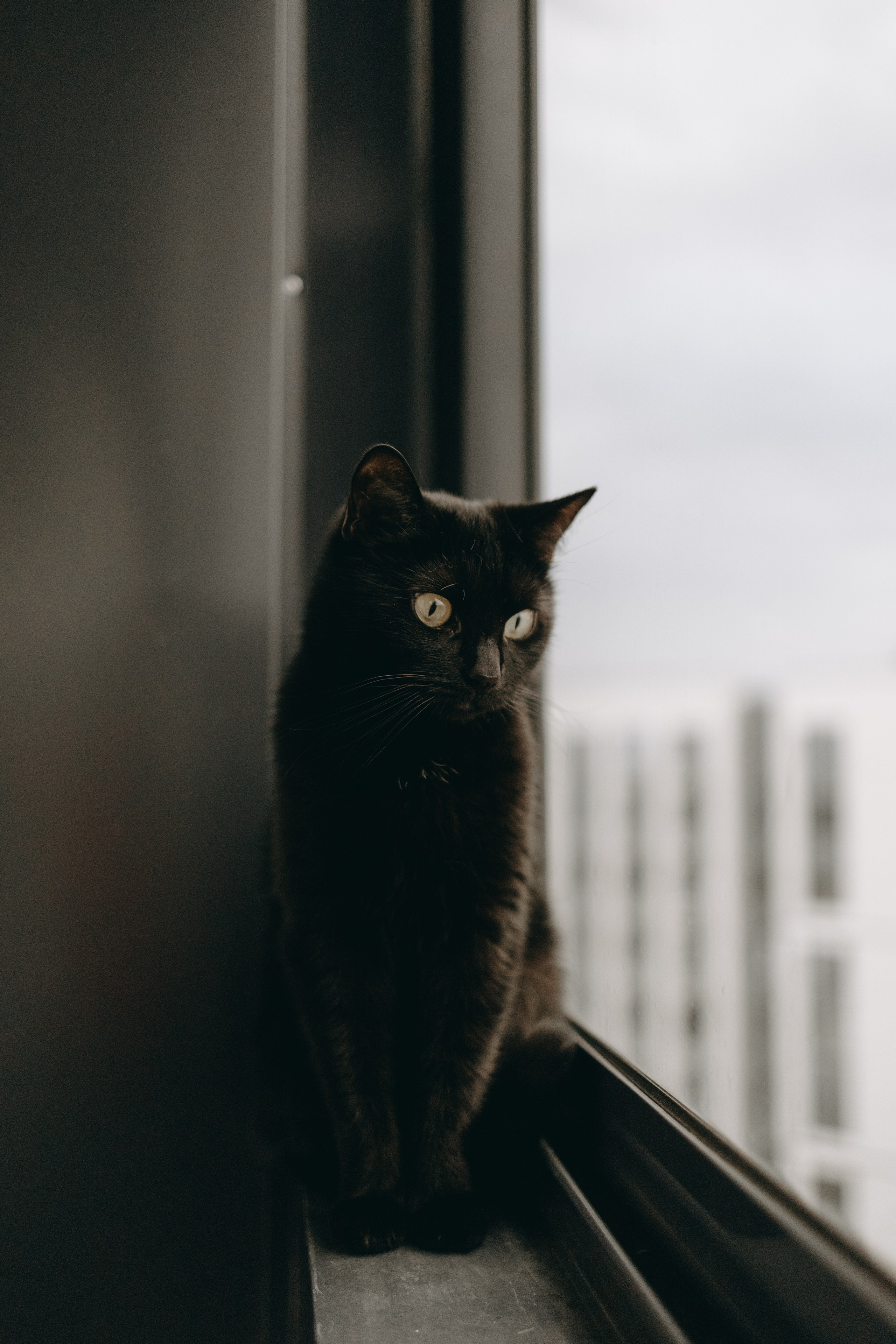 Настя, Никита и их Гром и Мяу. Фотограф — Анималист | Санкт-Петербург