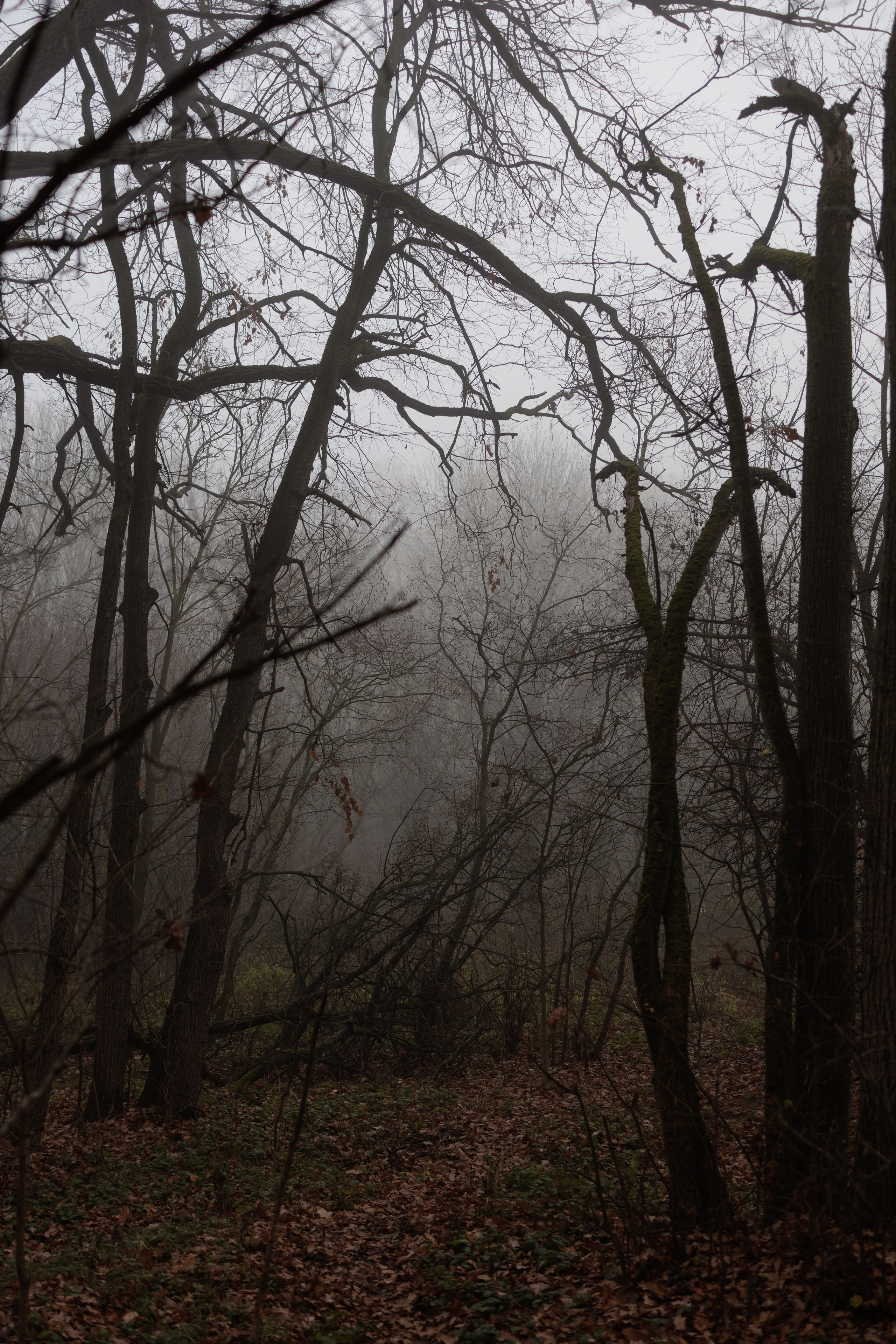 В туманном лесу. Семейный фотограф в Белгороде