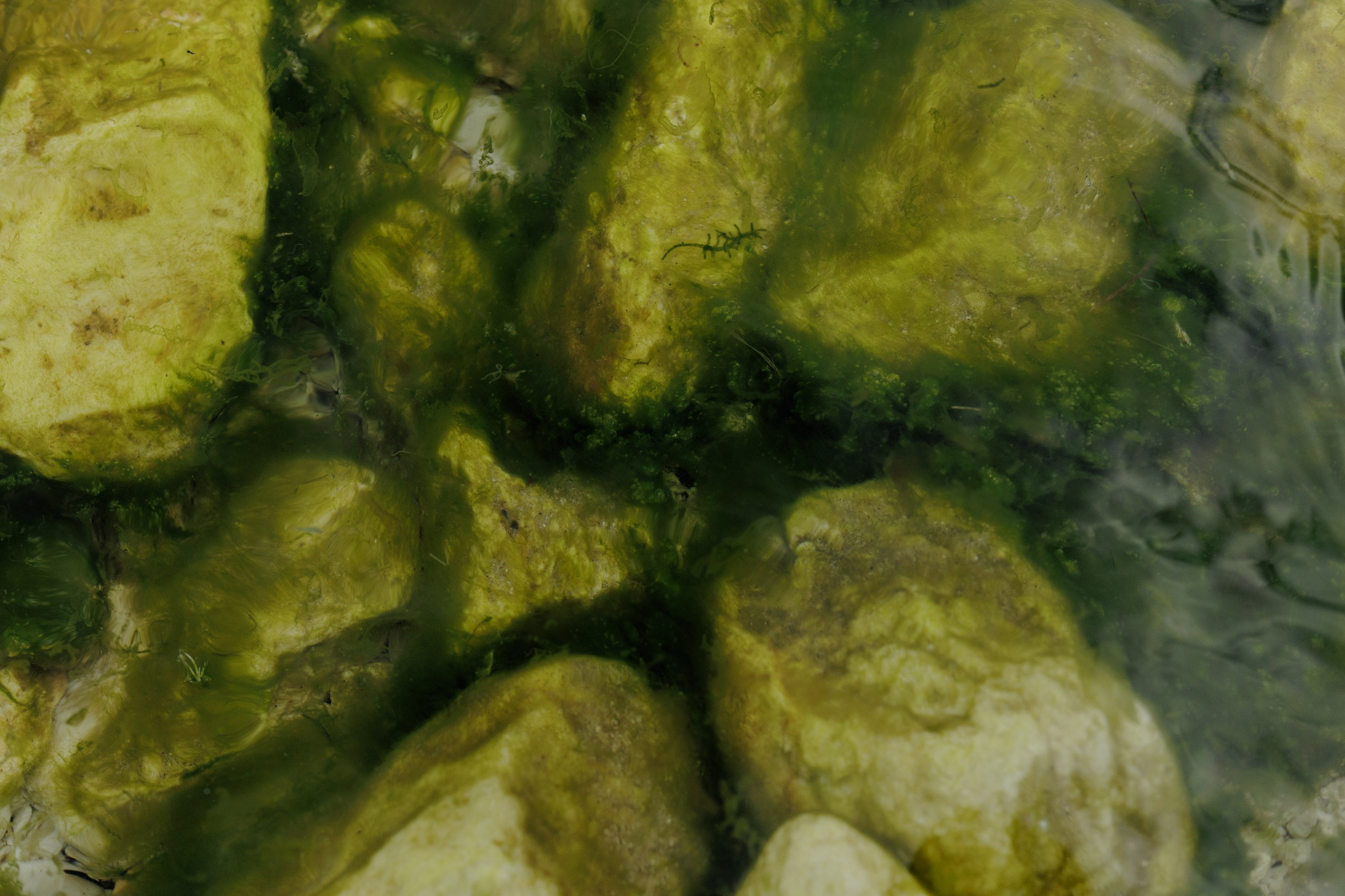 Ты, я и море. Свадебный фотограф