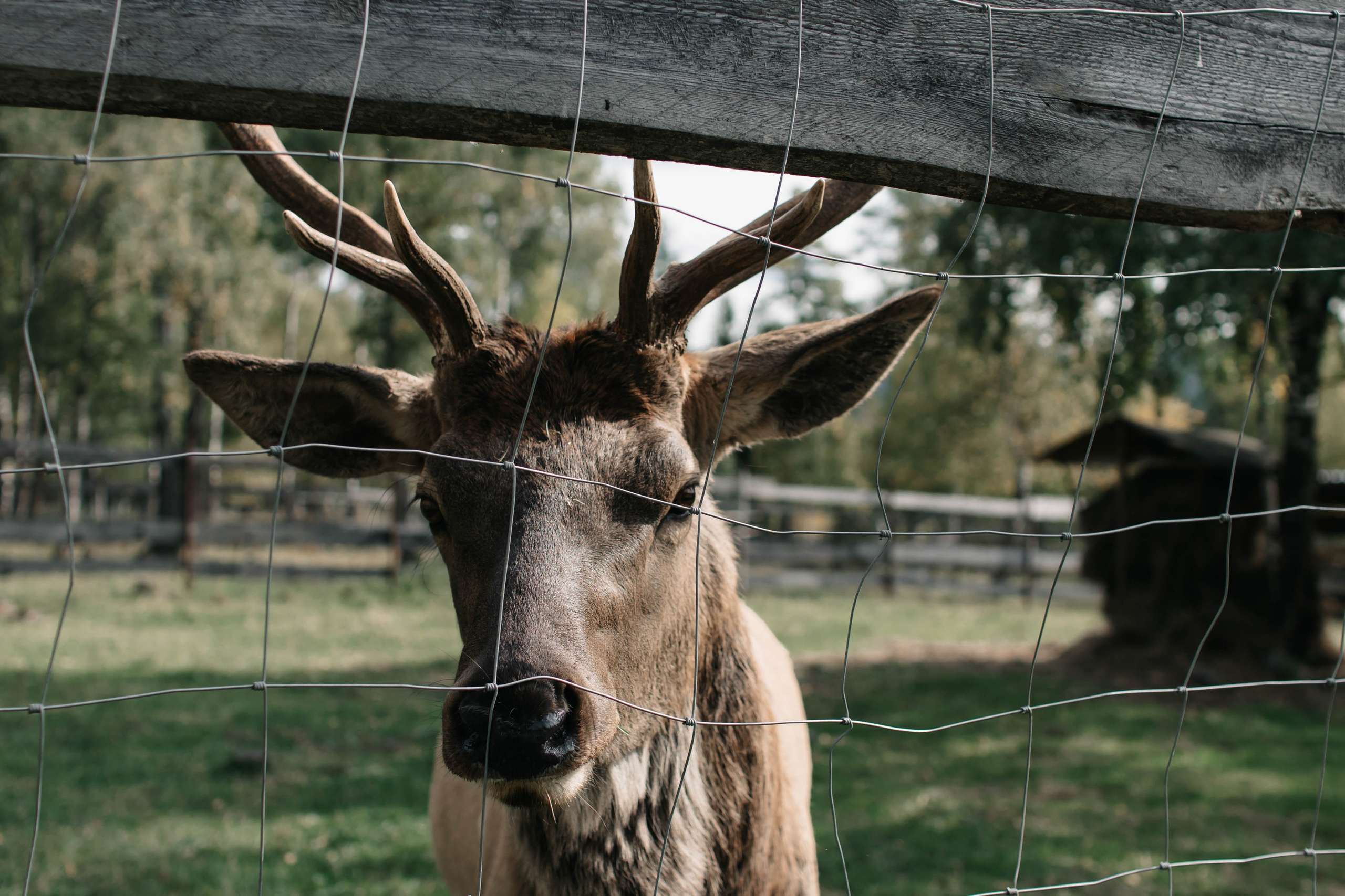 Александр и Ксения. Семейный и детский фотограф в Челябинске Елена Вышегородцева