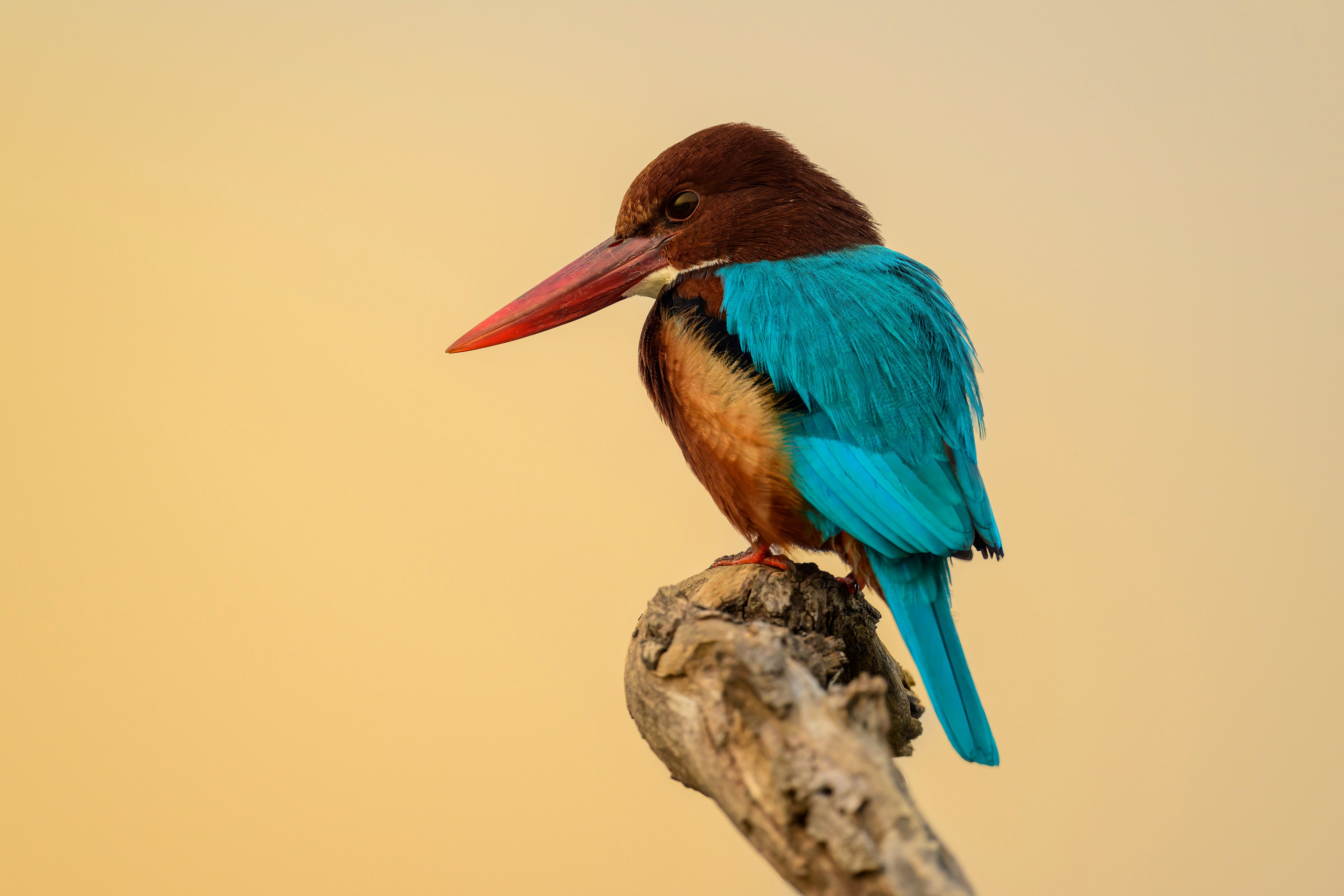 Раджастан, Индия. Wildlife photography by Sergey Puponin