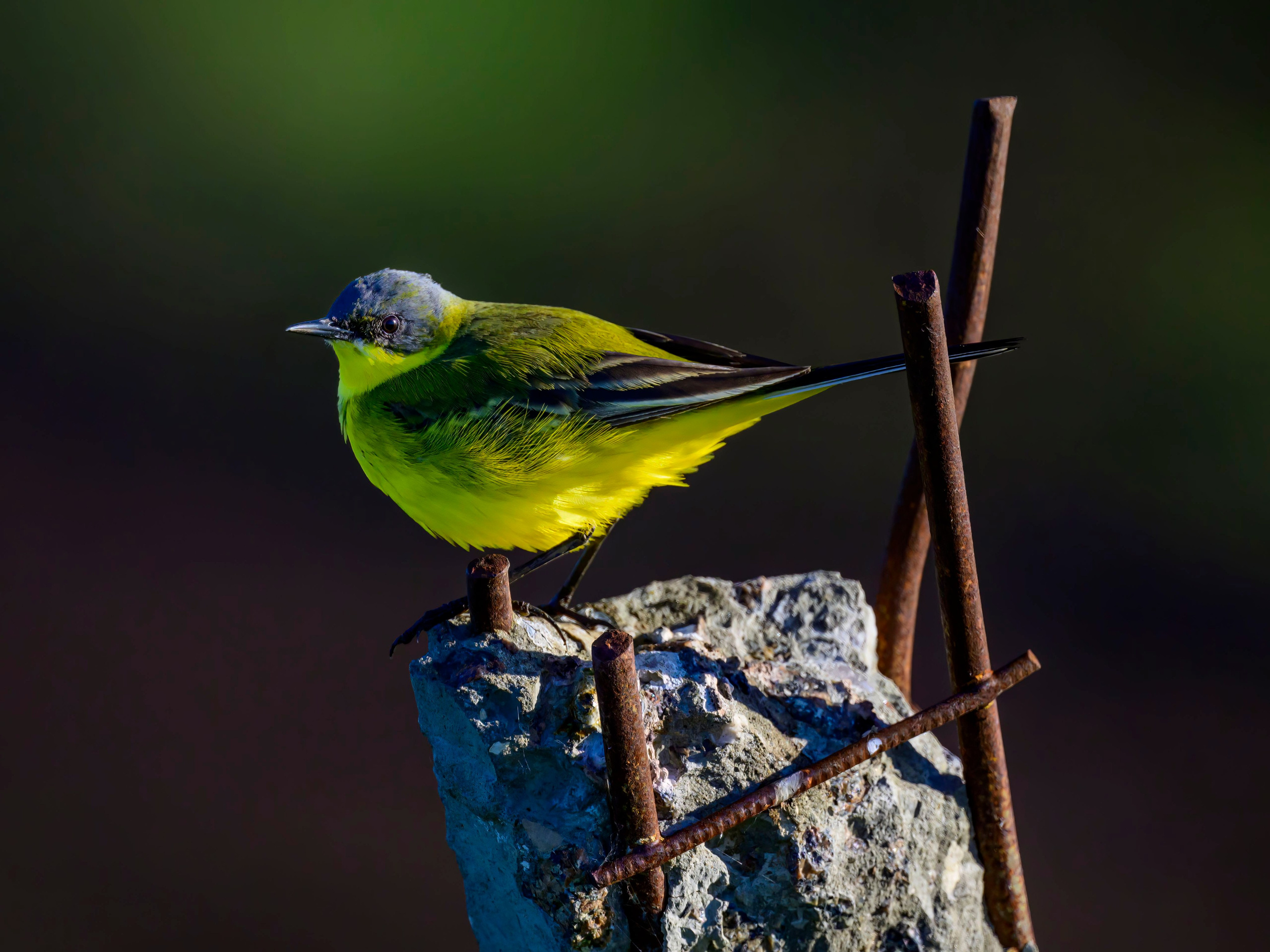 Варакушка. Фотограф Сергей Пупонин
