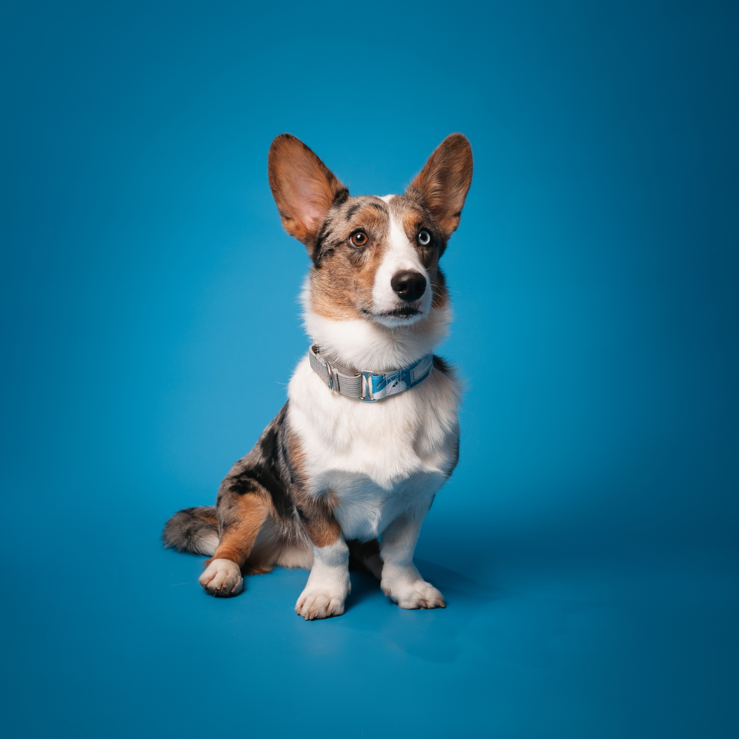 Bender&Frai. Овечки. Семейный фотограф анималист Ананьева Мария — Москва