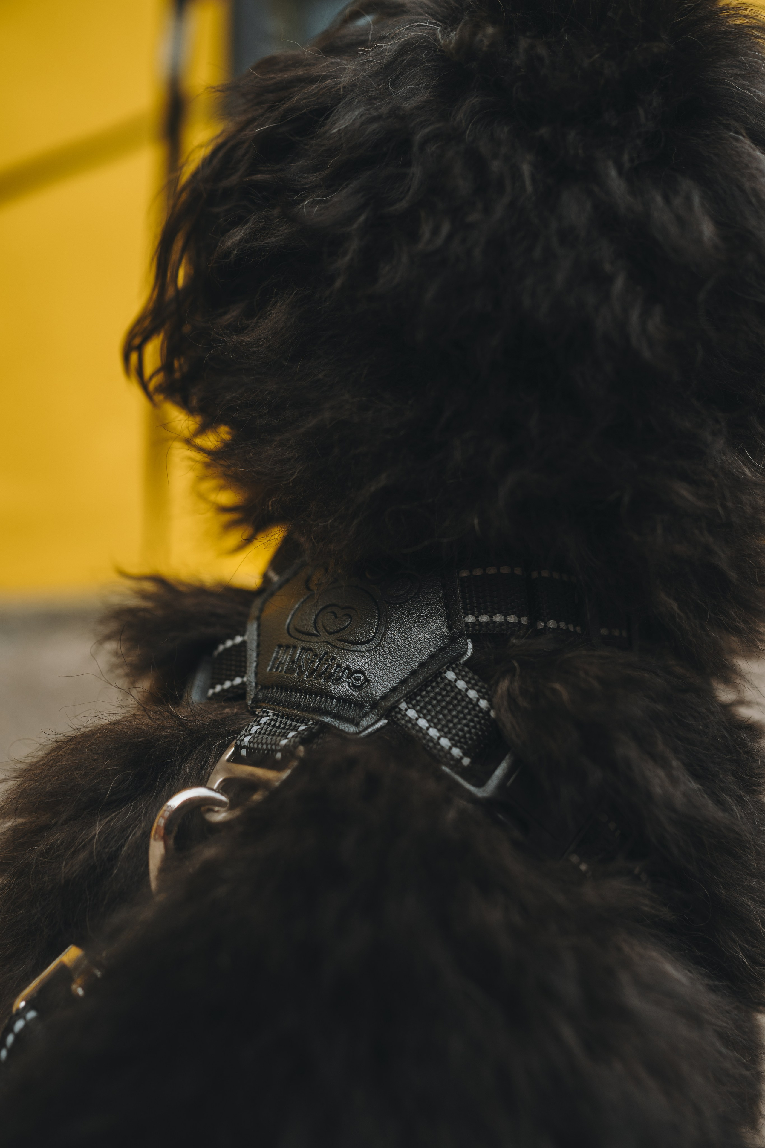 Pawsitive. Семейный фотограф анималист Ананьева Мария — Москва