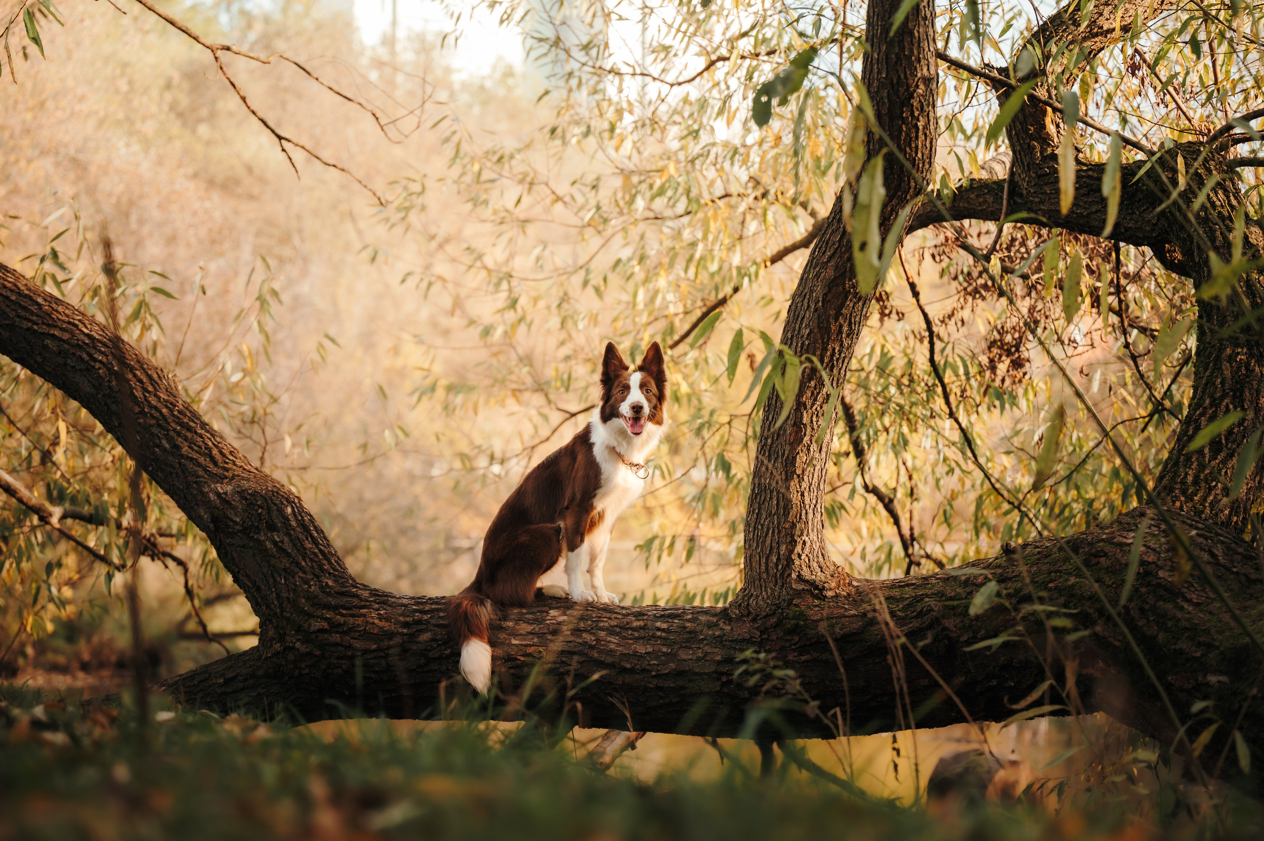 Даша, Мика и Теллур. Семейный фотограф анималист Ананьева Мария — Москва