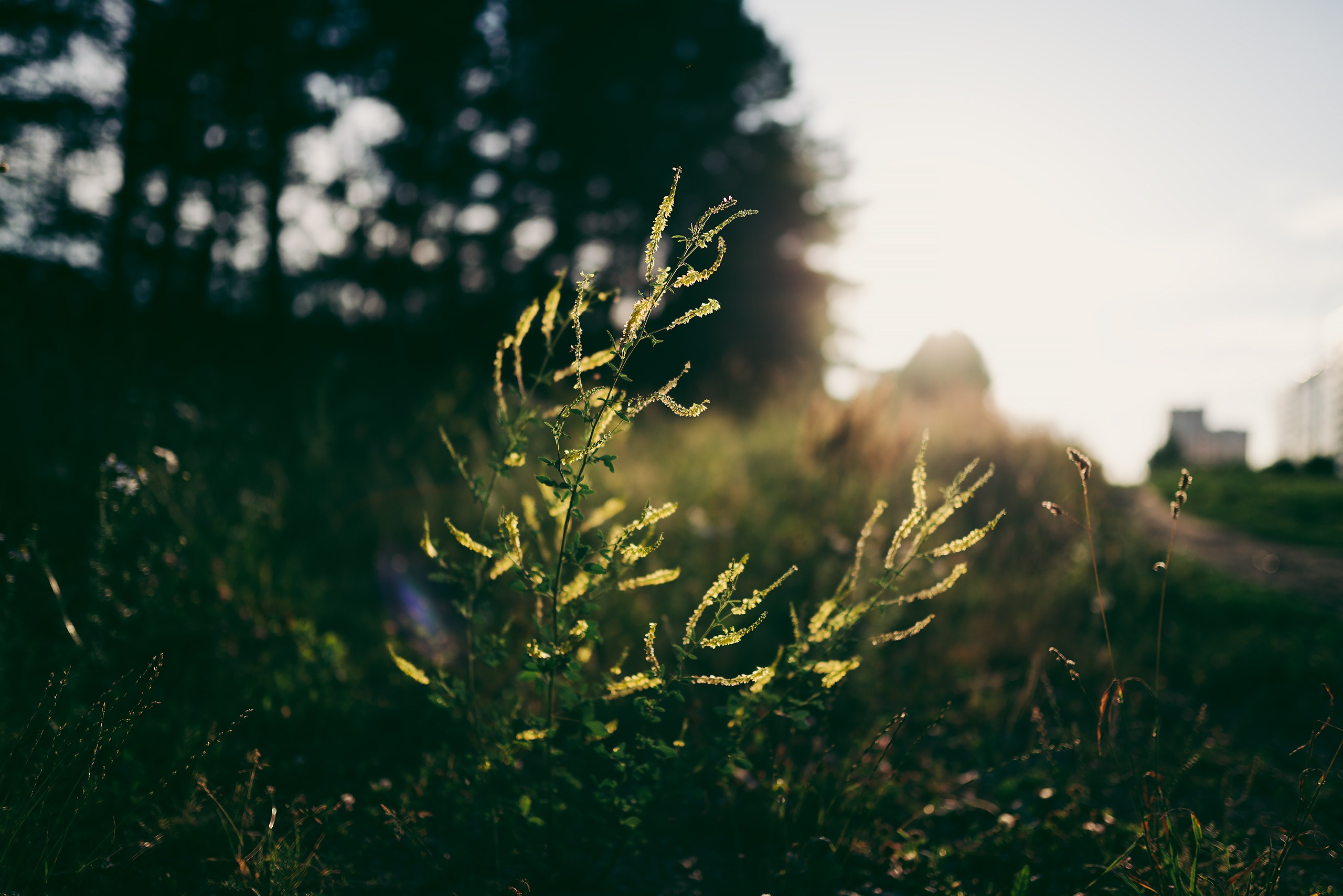 Прогулка на закате. Фотограф Владимир Орлов
