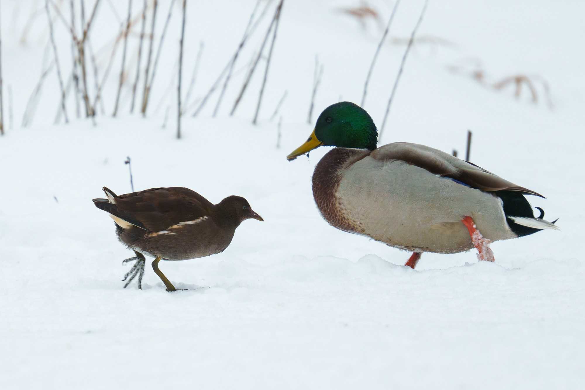 Удивительные мир птиц. Вокруг нас столько прекрасного — присмотритесь!. Ваш личный фотограф Марина Волкова