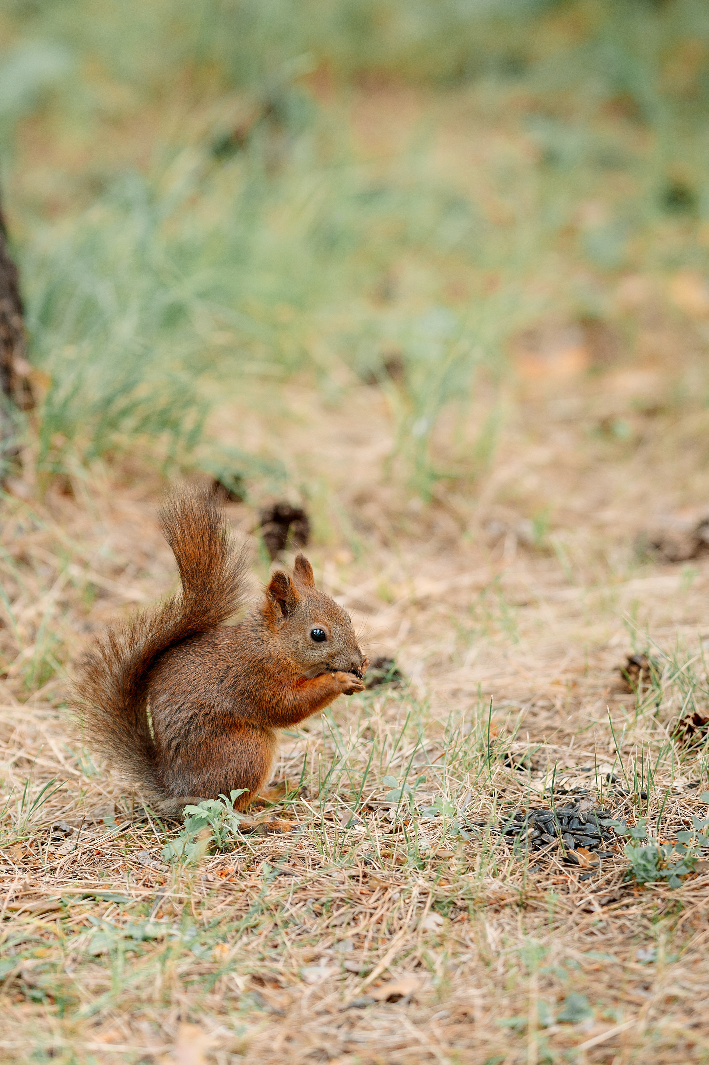 Семья Бзайкиных. Семейный, свадебный, школьный фотограф в Железногорске Целуев Андрей