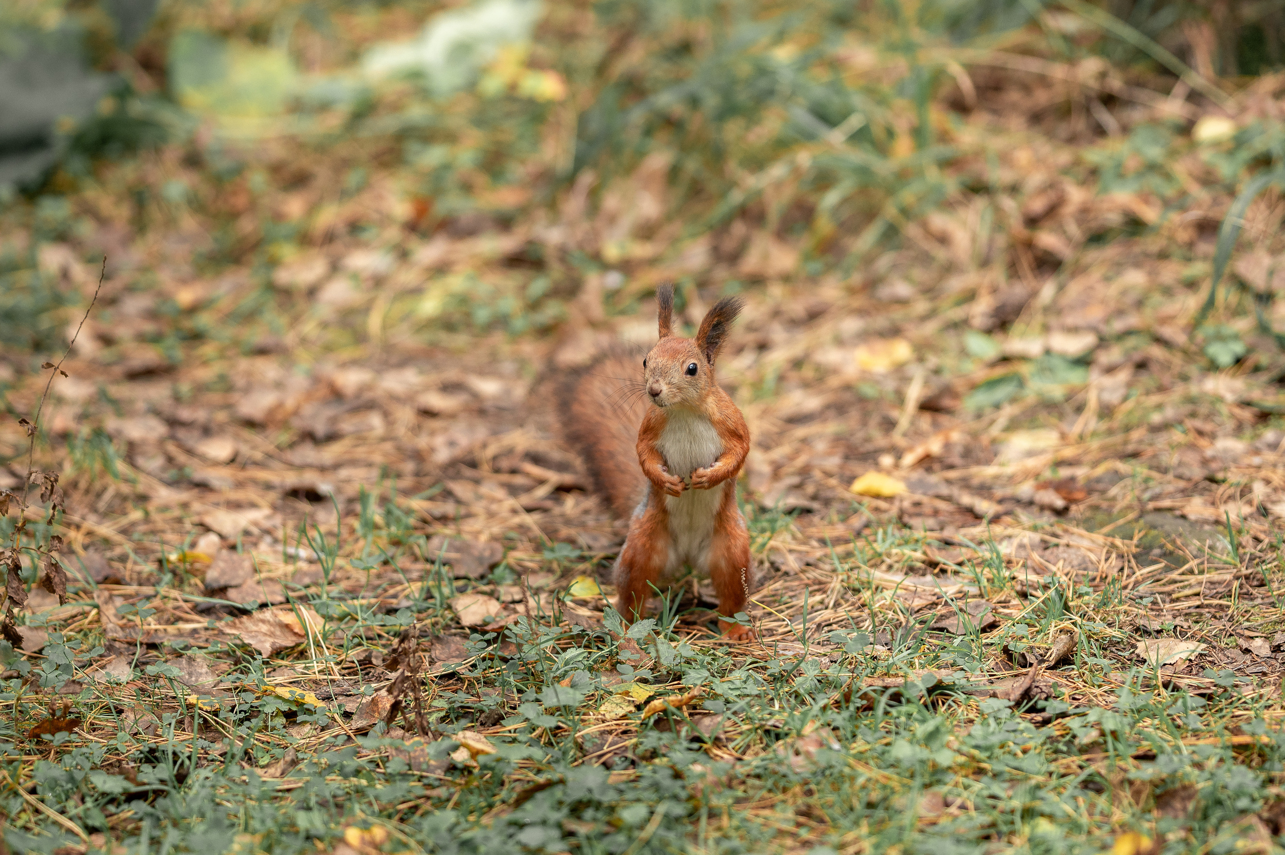 Семья Забоевых. Семейный, свадебный, школьный фотограф в Железногорске Целуев Андрей