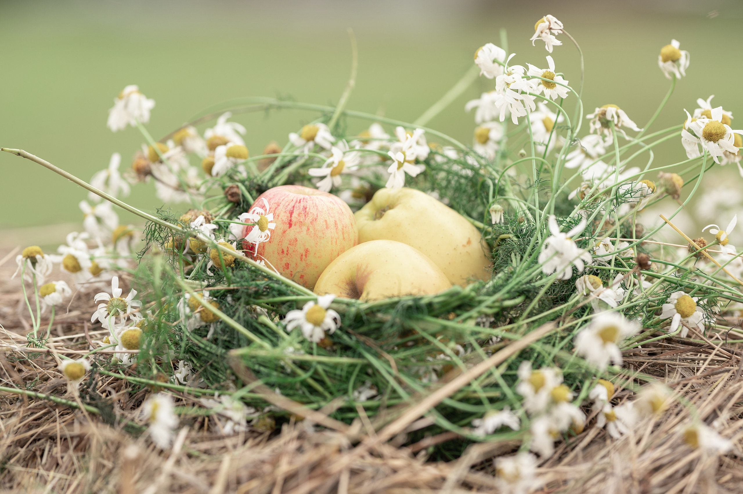 Семья Черкашенных. Семейный, свадебный, школьный фотограф в Железногорске Целуев Андрей