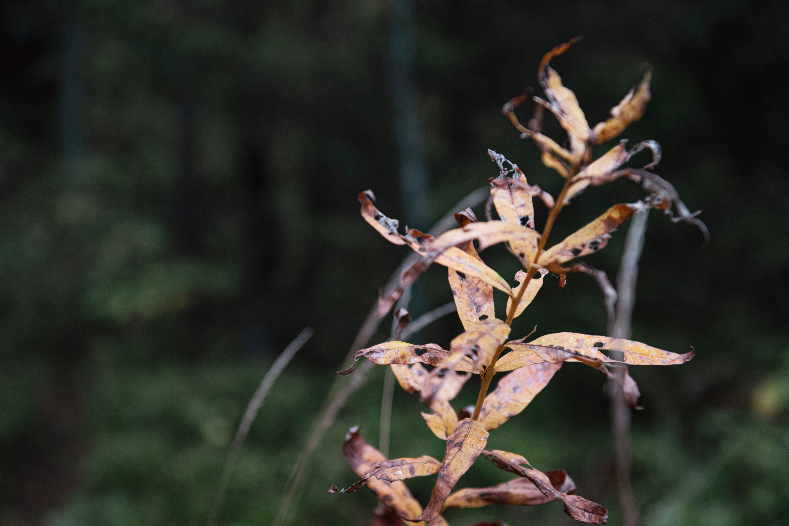 Осень. Портретный и архитектурный фотограф в Москве и Санкт-Петербурге