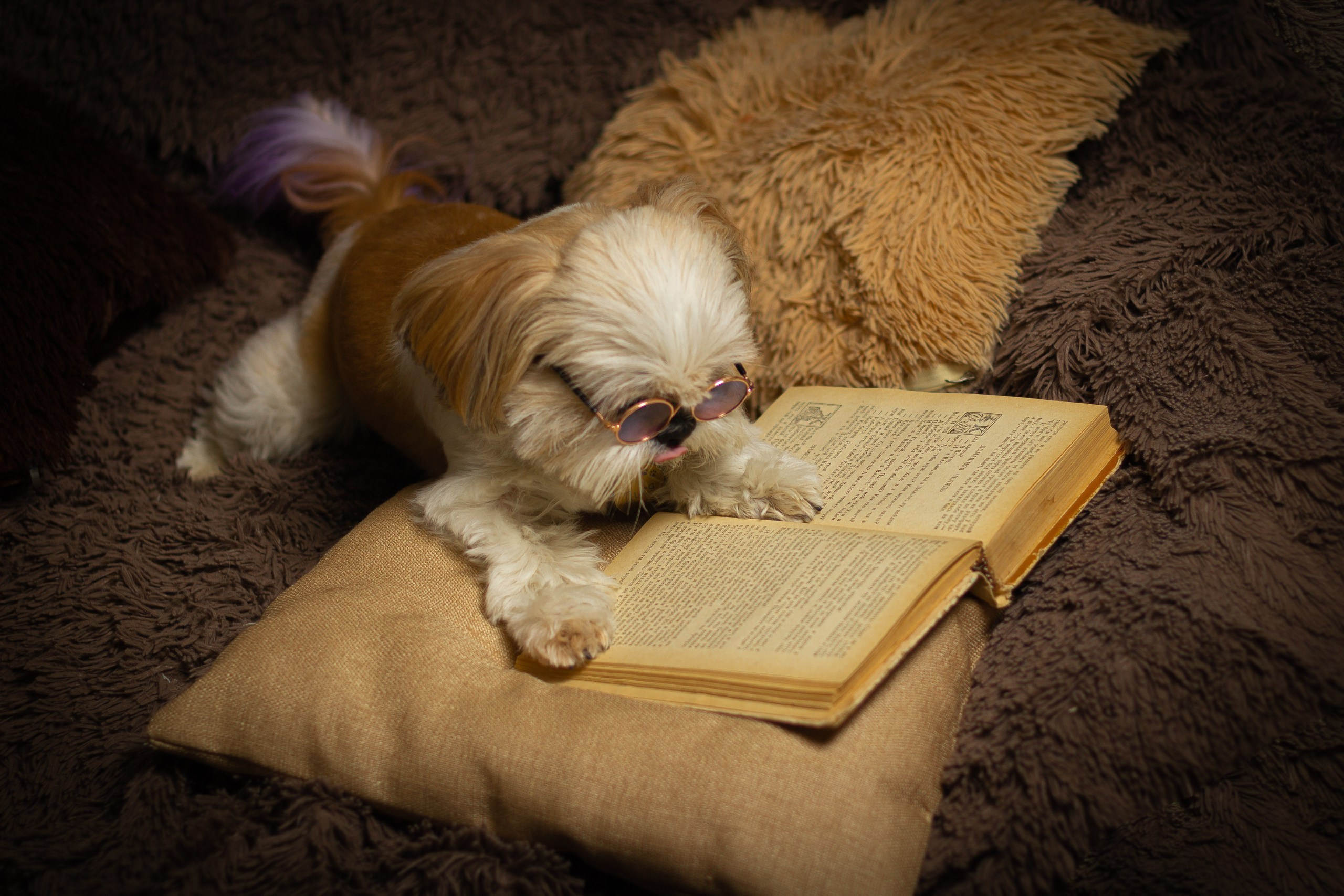 Фотосессии животных. Семейный, детский фотограф Екатеринбург Светлана Плотникова