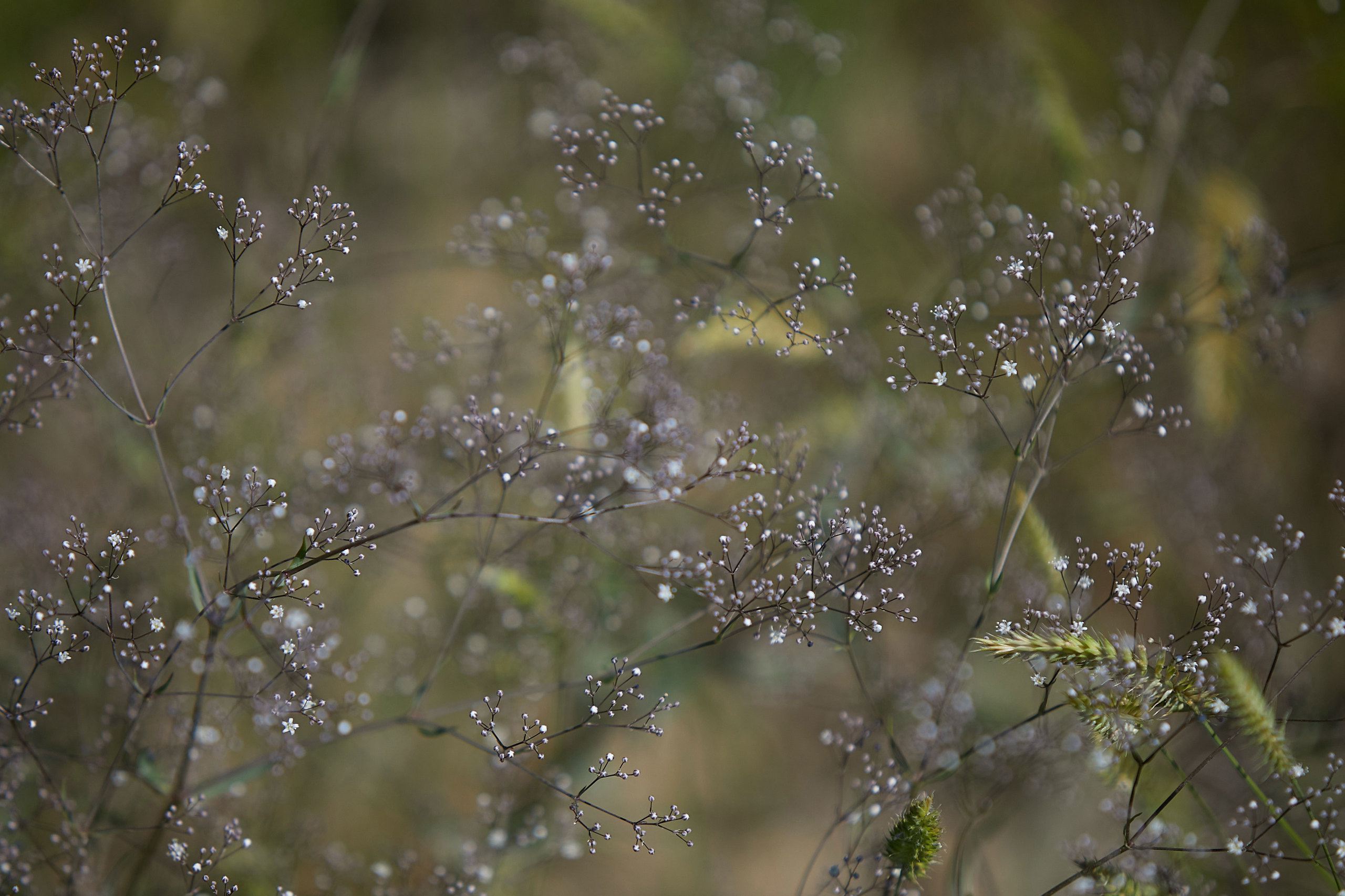 Язь. Свадебный, семейный и школьный фотограф в Сызрани Максим Баталов