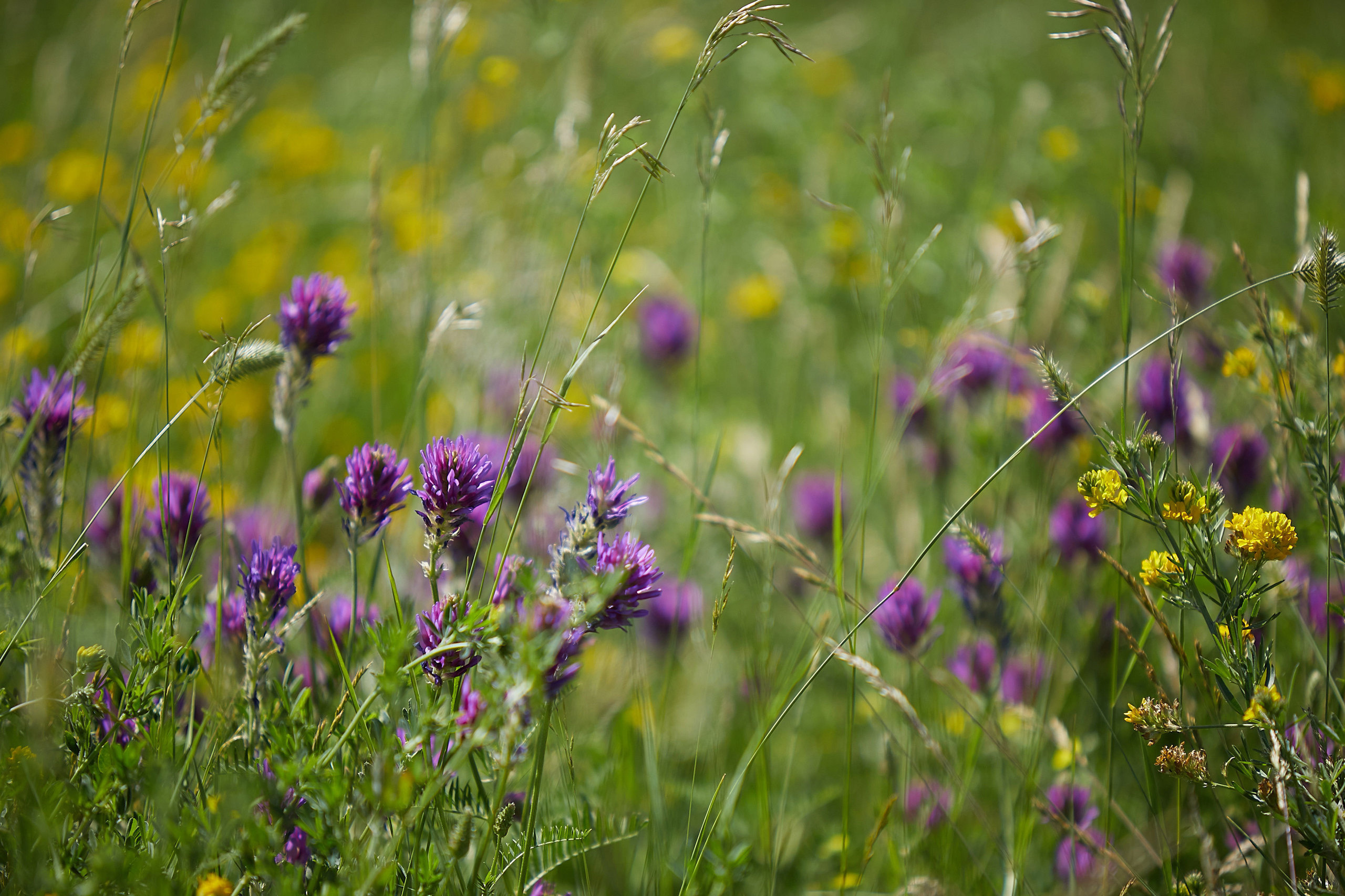 Язь. Свадебный, семейный и школьный фотограф в Сызрани Максим Баталов