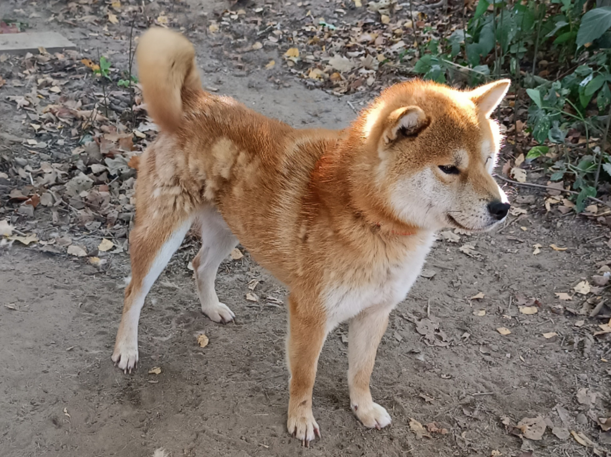 Ганжи * Yuzhyy Solnechnyy Pes Ganji. AMERICAN AKITA RUBYLIGHT KENNEL I SHIBA-INU