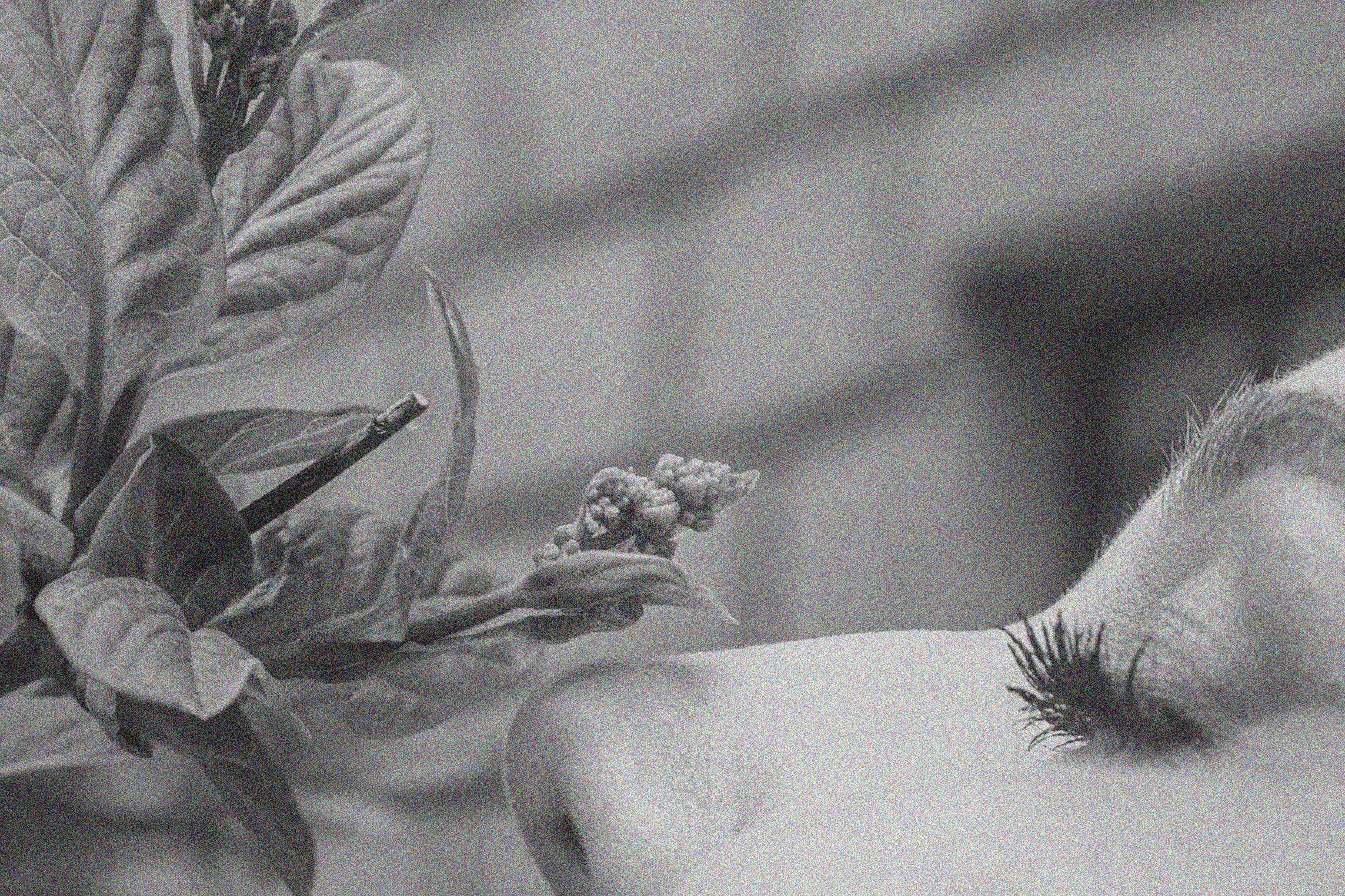 Эстетика П р о Я в л е н и я. Виноградова Маргарита. Фотограф P r o Явления