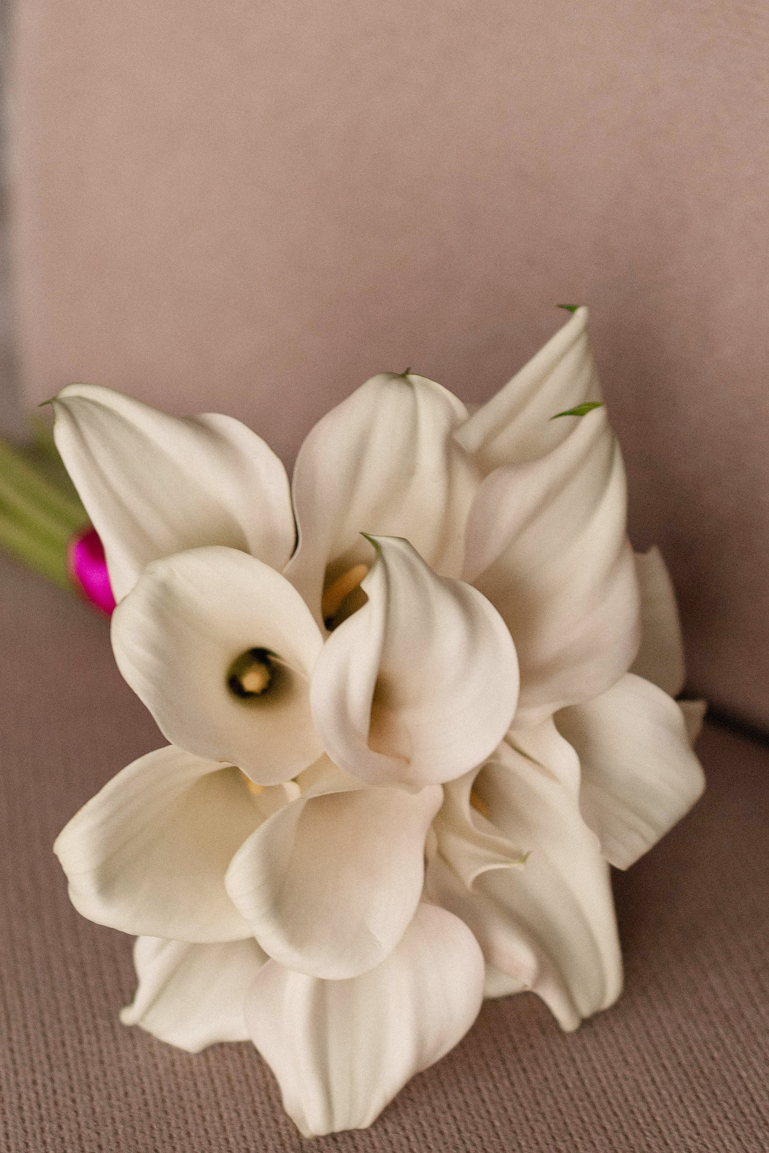 Полина & Константин. Свадебный и портретный фотограф Соломко Диана