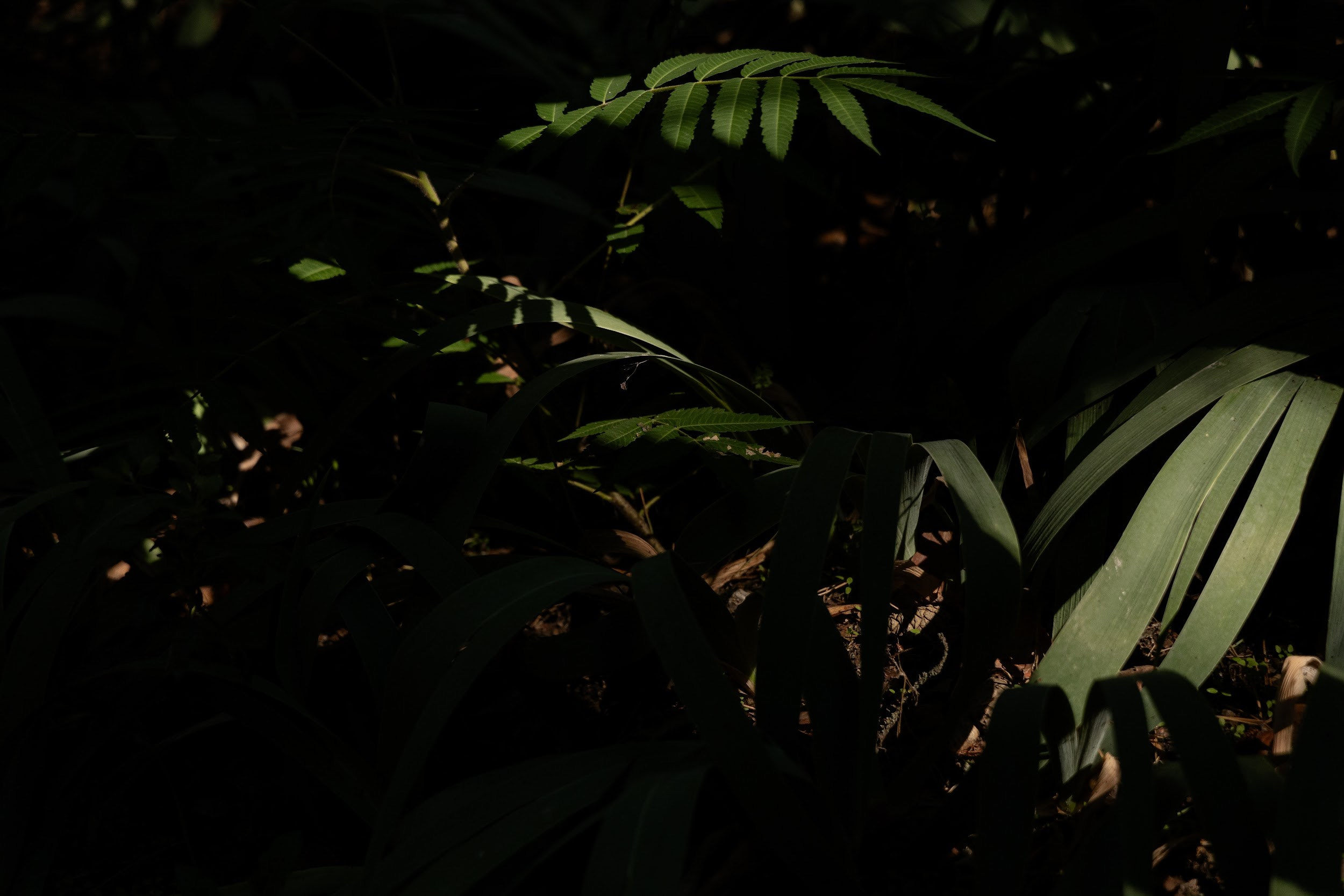 Кирилл и Мария. Свадебный организатор в Ростове-на-Дону Яснов Роман