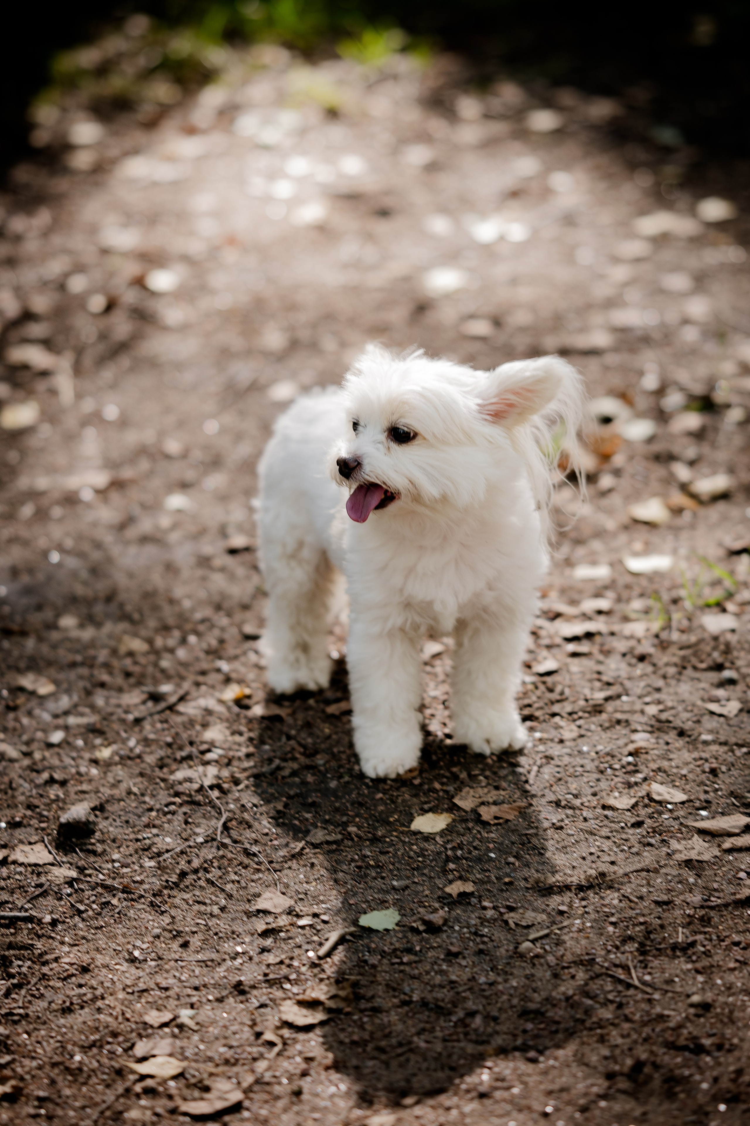 Фотограф анималист в Санкт-Петербурге Таша Крейв