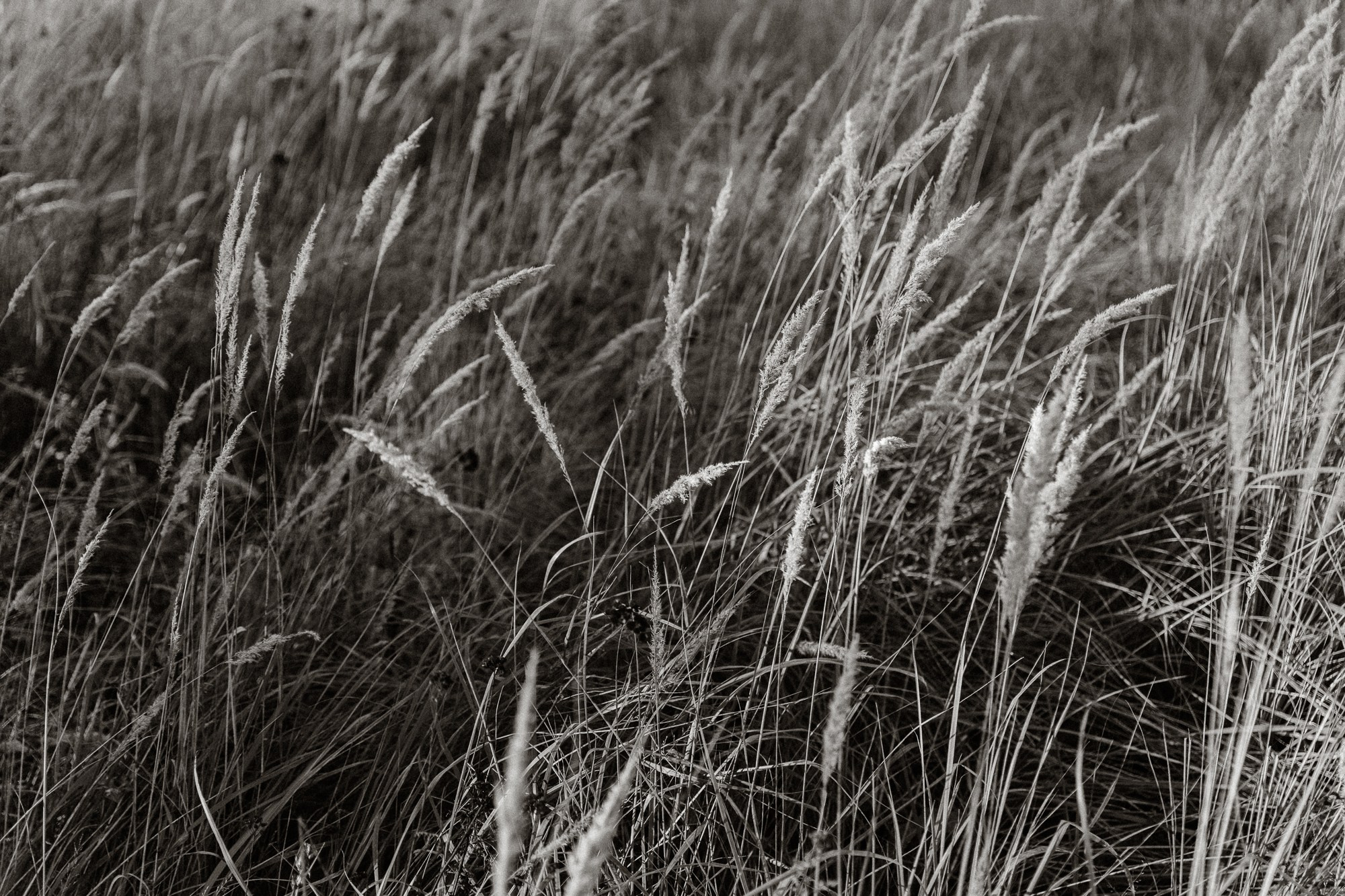 Женя и дима. Свадебный фотограф в Казани и Санкт-Петербурге Евгения Есенина