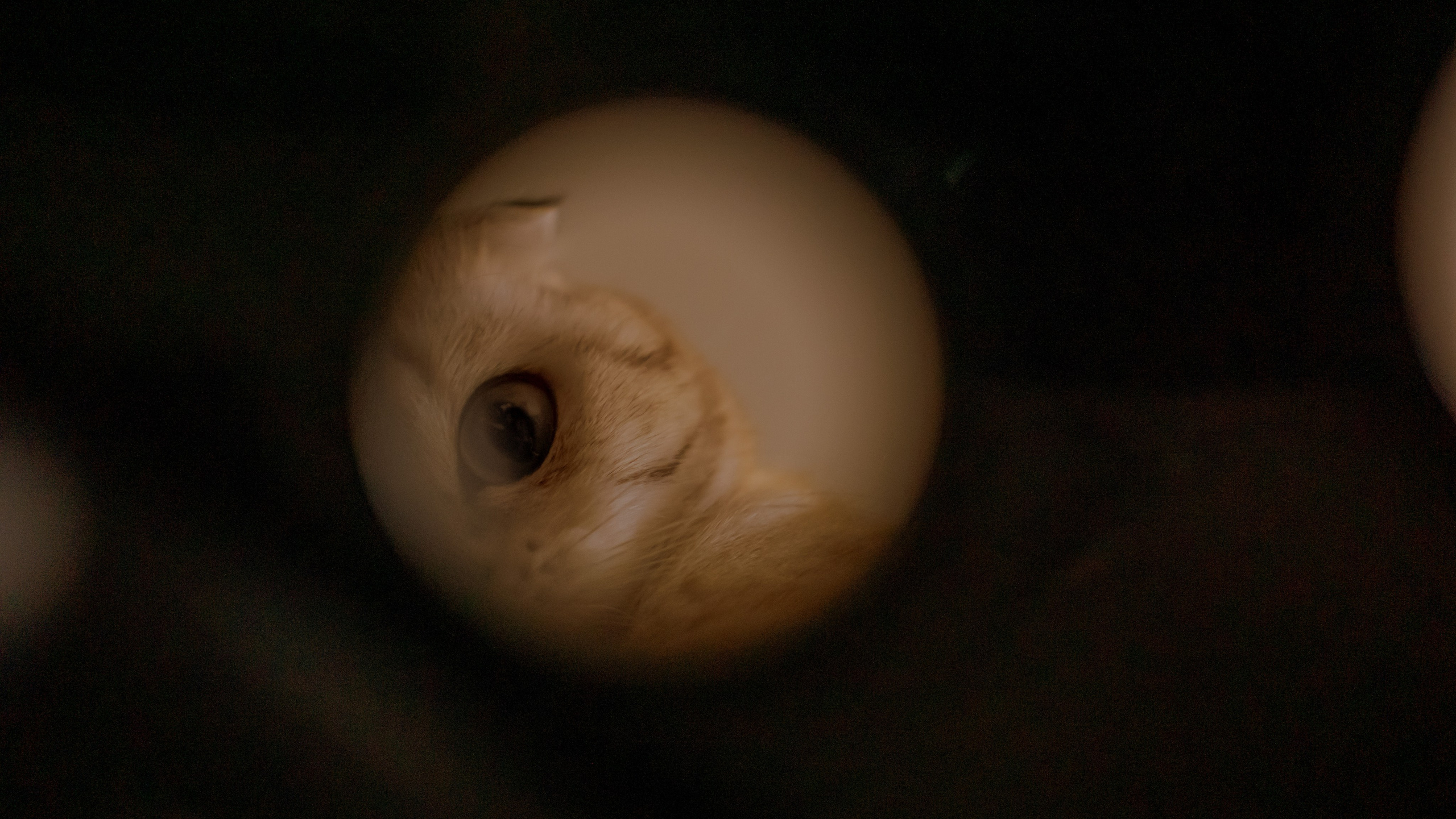 Ария. Фотограф в Кстово и Нижнем Новгороде KOLOSOK