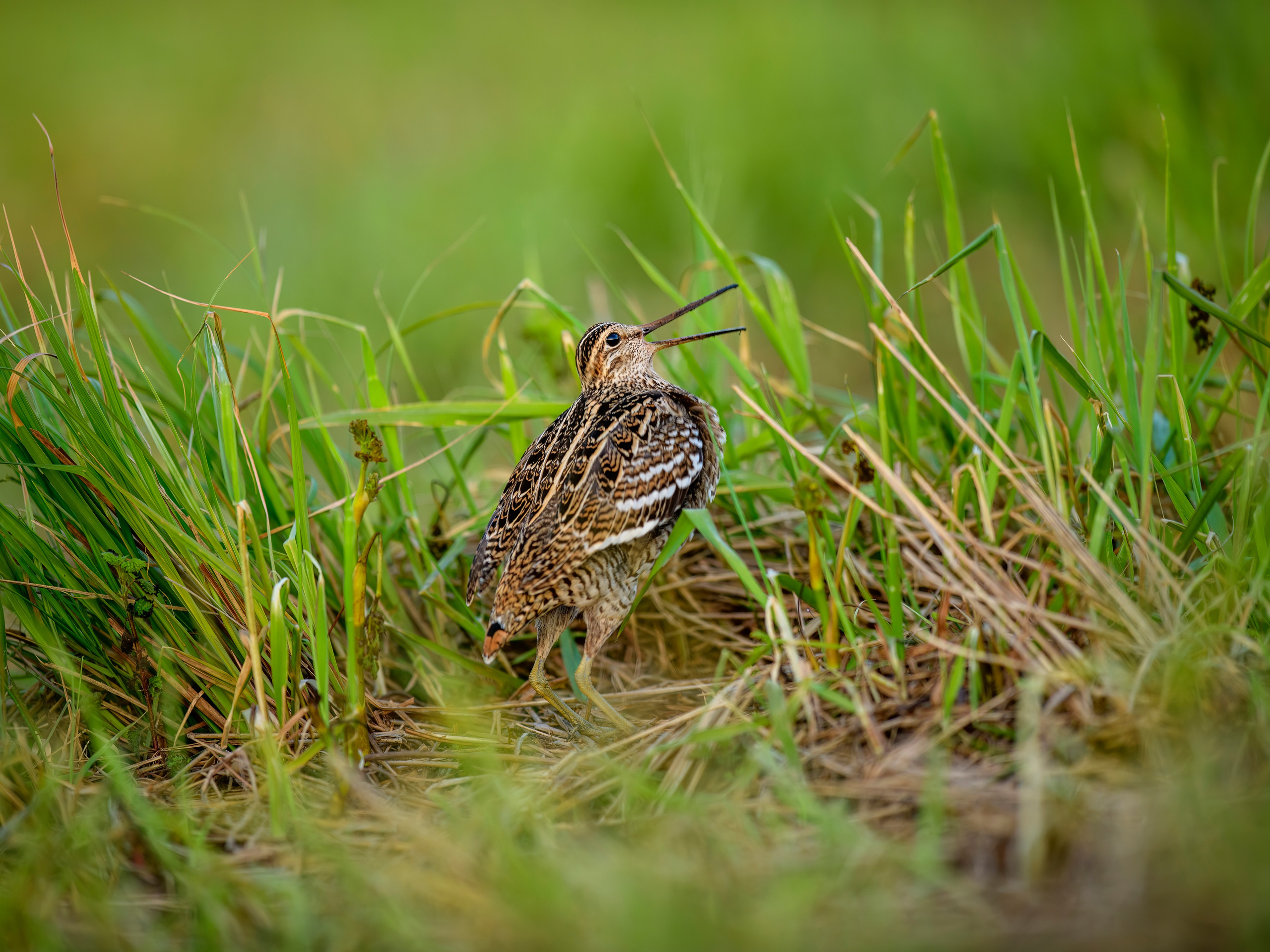 На дупелином току. Фотограф Сергей Пупонин