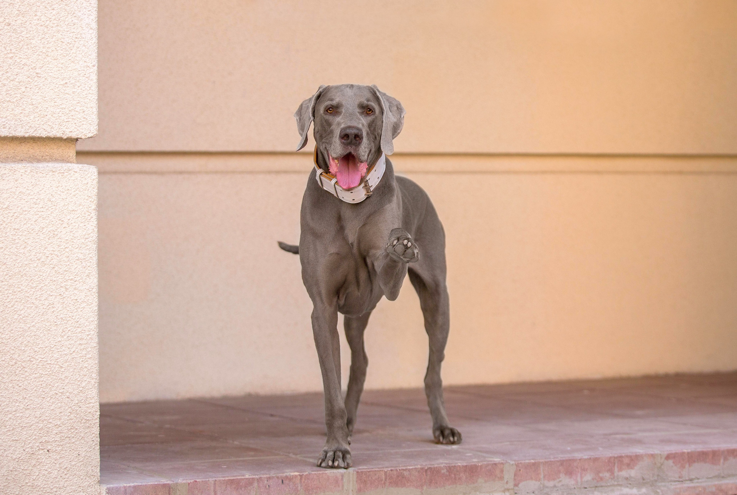 Евгения и Данте. Https://moshkovaphoto.ru/