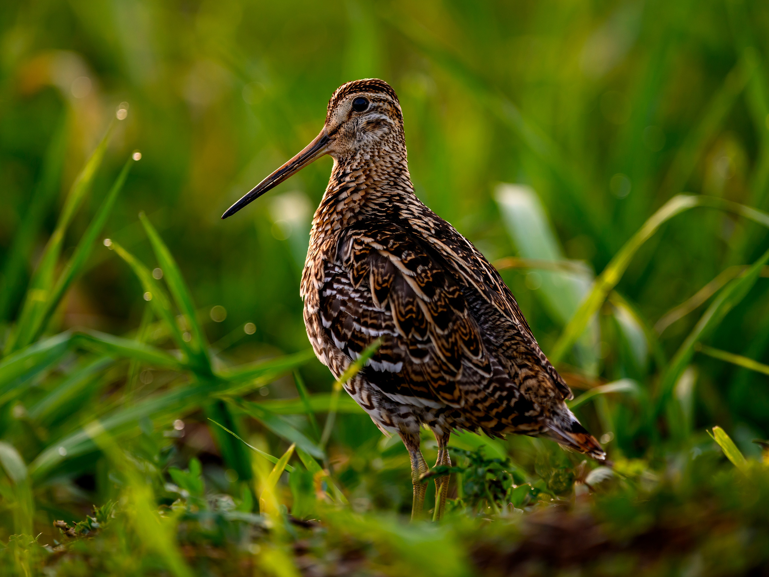 На дупелином току. Wildlife photography by Sergey Puponin
