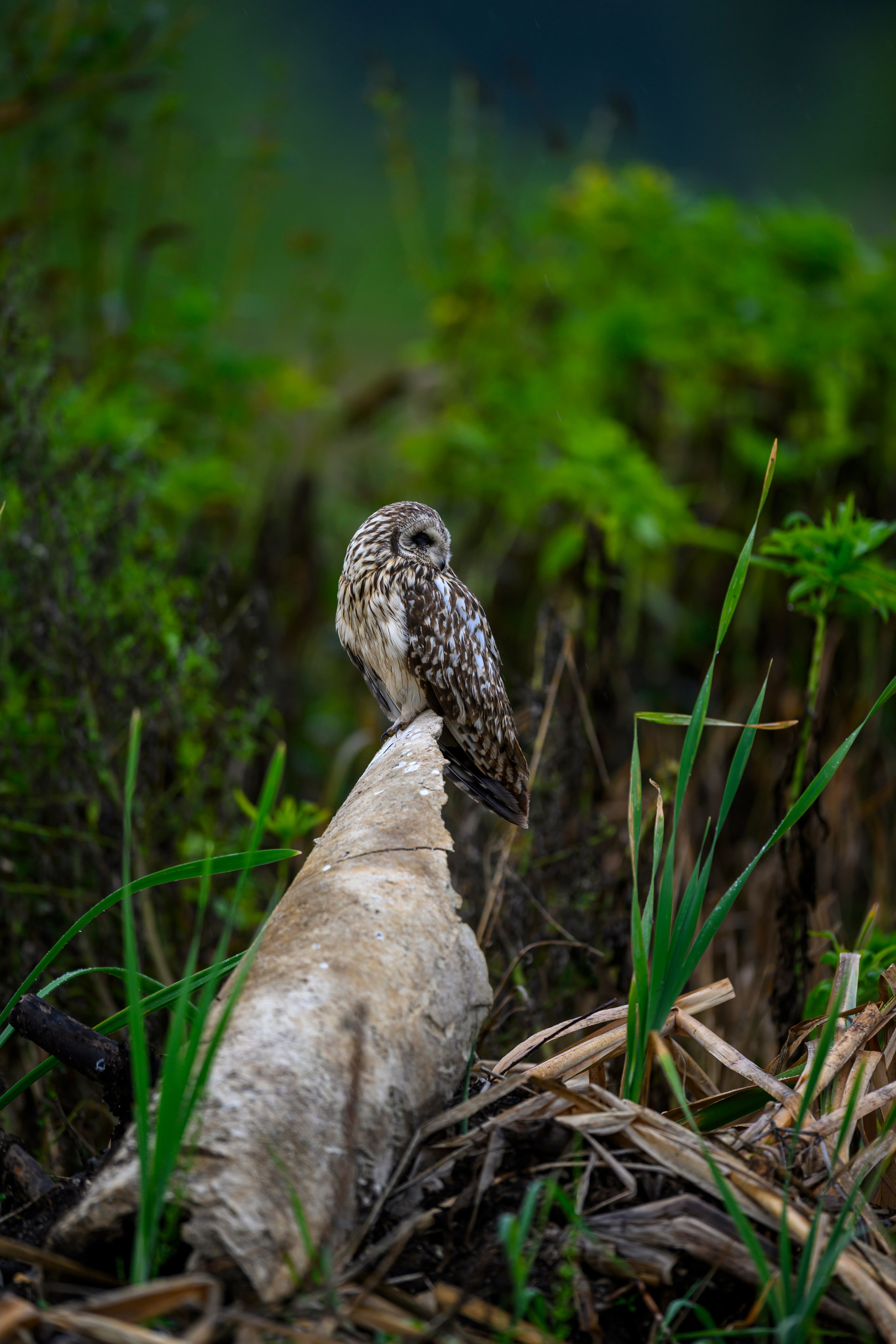 Боевая раскраска охотника. Face Paint of the Hunter. Фотограф Сергей Пупонин