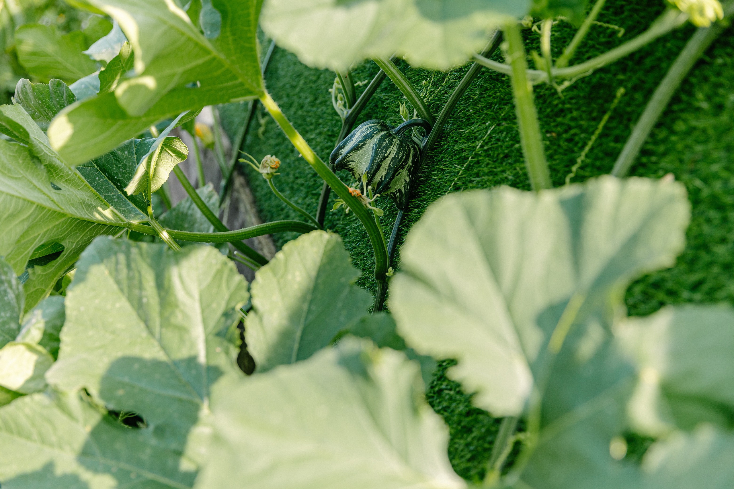 Съёмка объекта недвижимости Хутор Нёттникен. Свадебный, семейный и детский фотограф в Калининграде Елена Кравцова