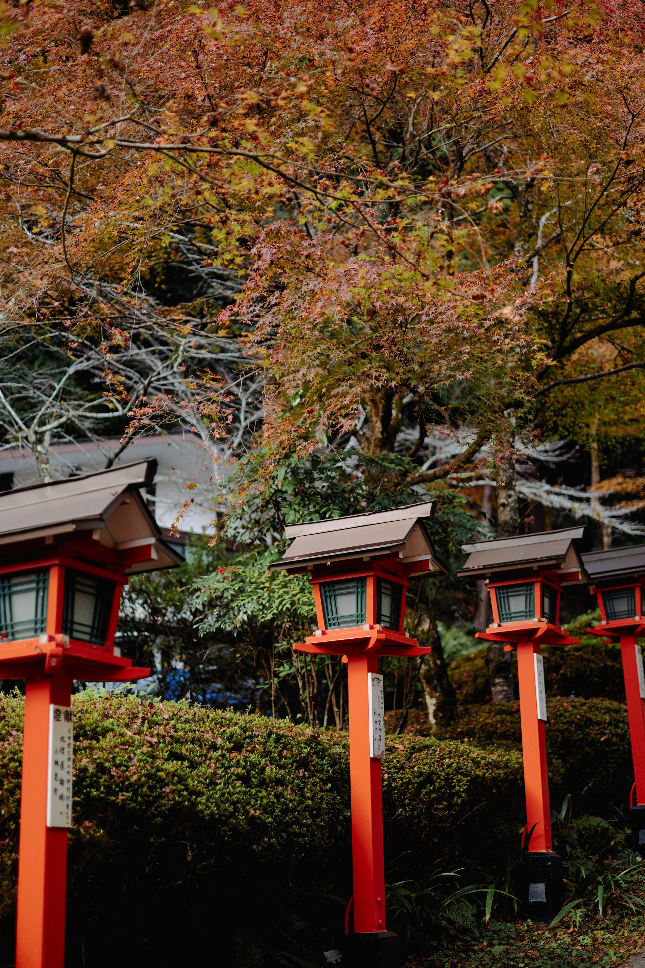 Япония. Профессиональный Фотограф во Владимире, в Москве и в Суздале — Полина Романычева