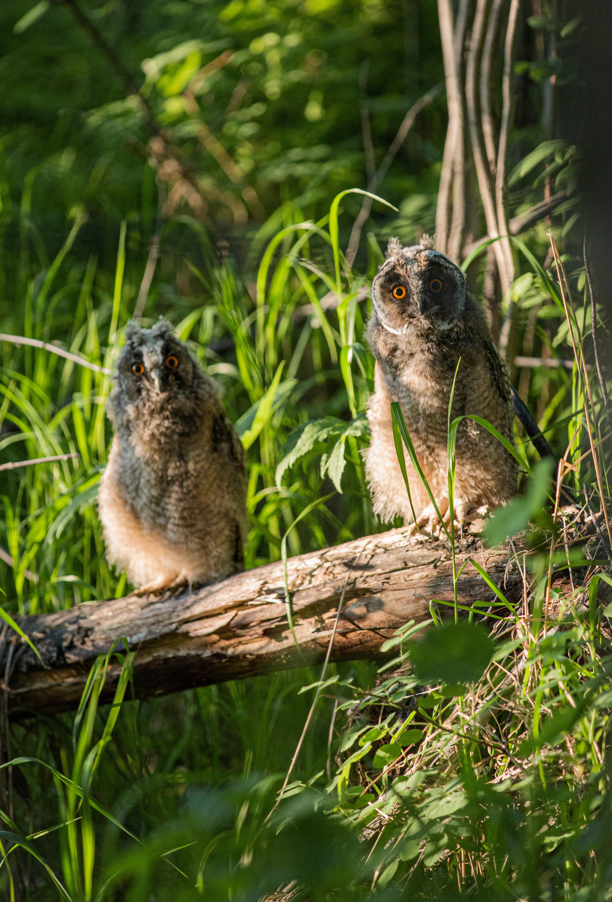 Животные. Авторские туры с профессиональным фотографом