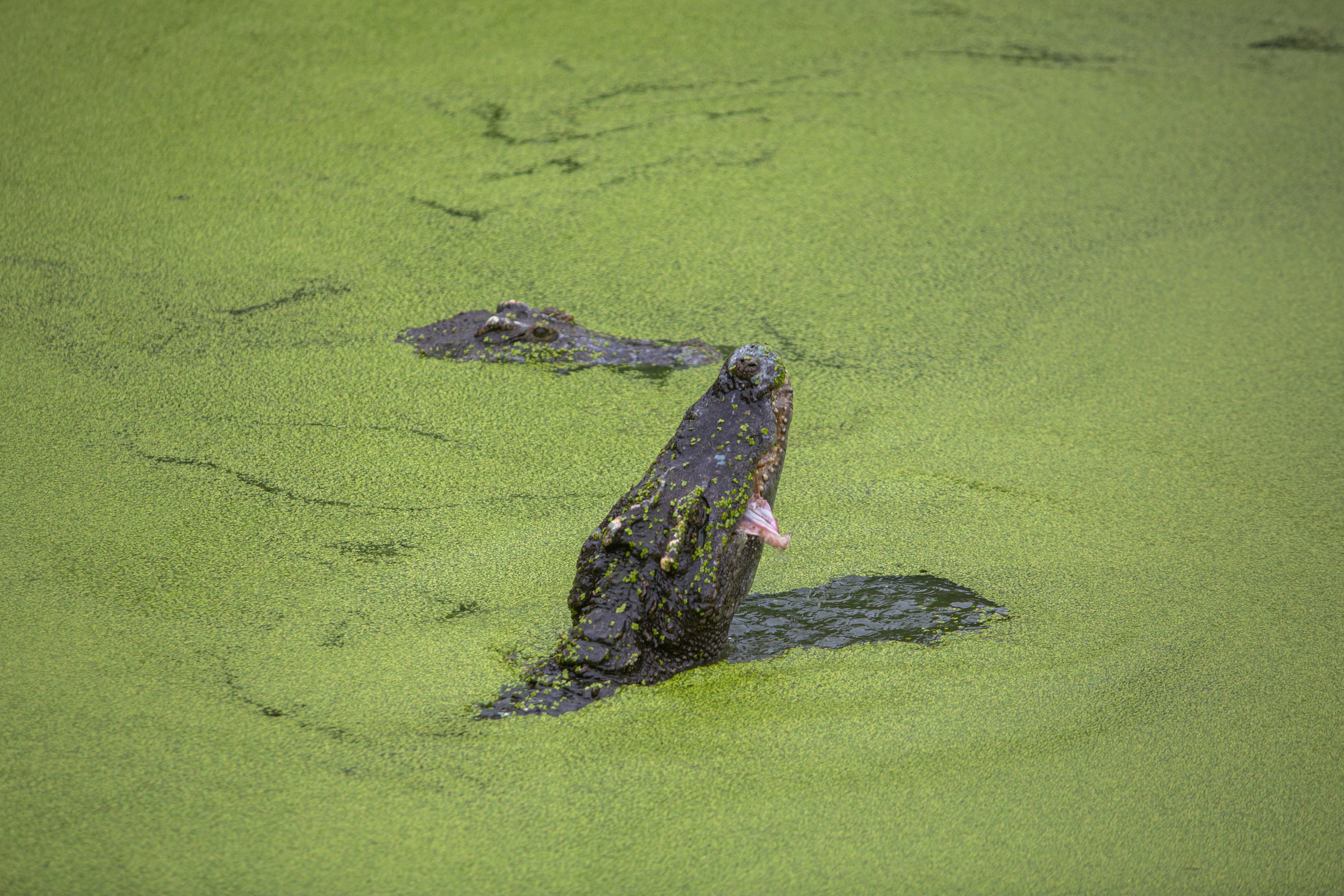 Samut Prakan Crocodile Farm & Zoo. Photographer Sonkina Tatiana (Tanya Ash)