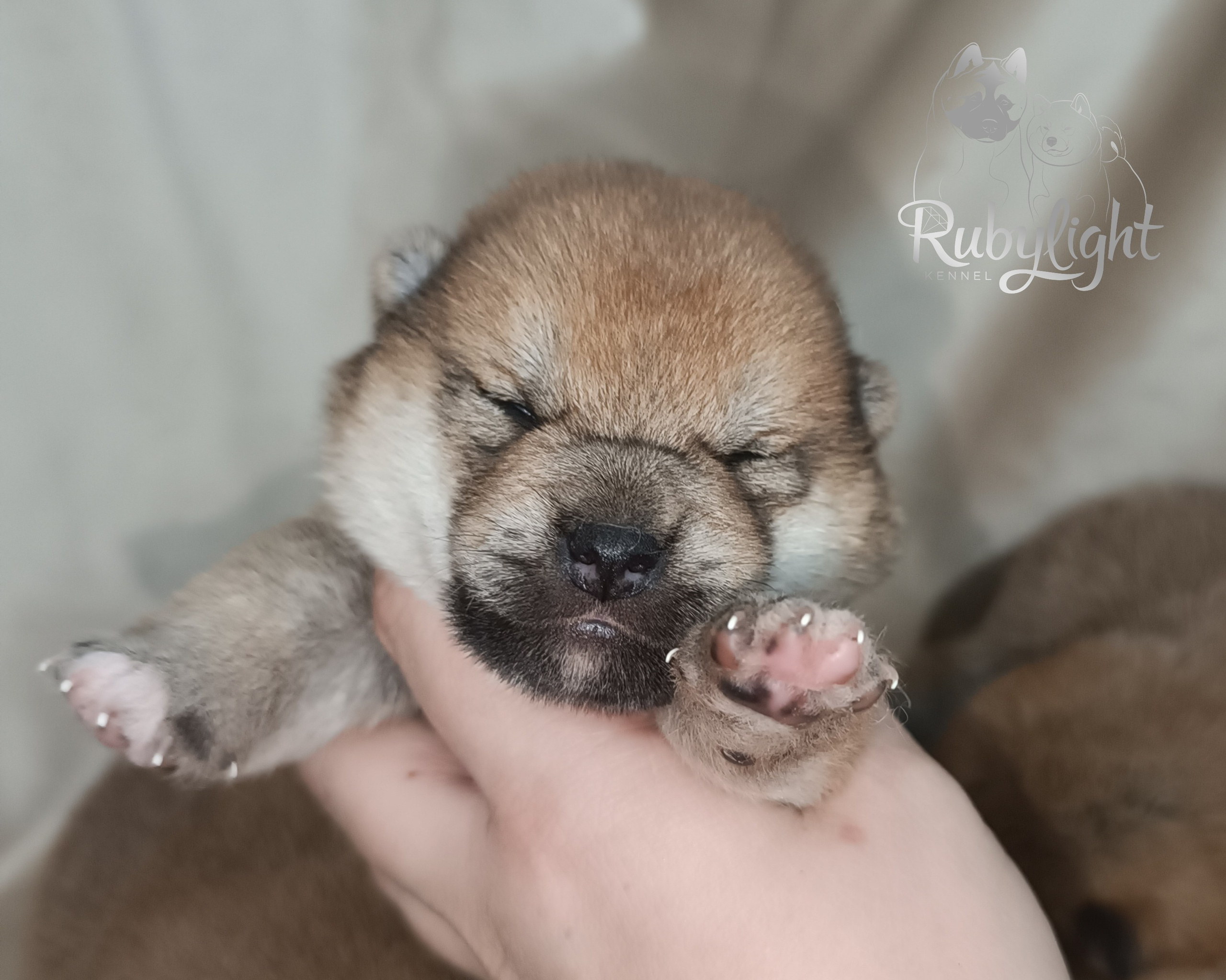 сиба питомник Рубилайт щенки на продажу rubylight  сиба щенки купить СПб Санкт-Петербург 