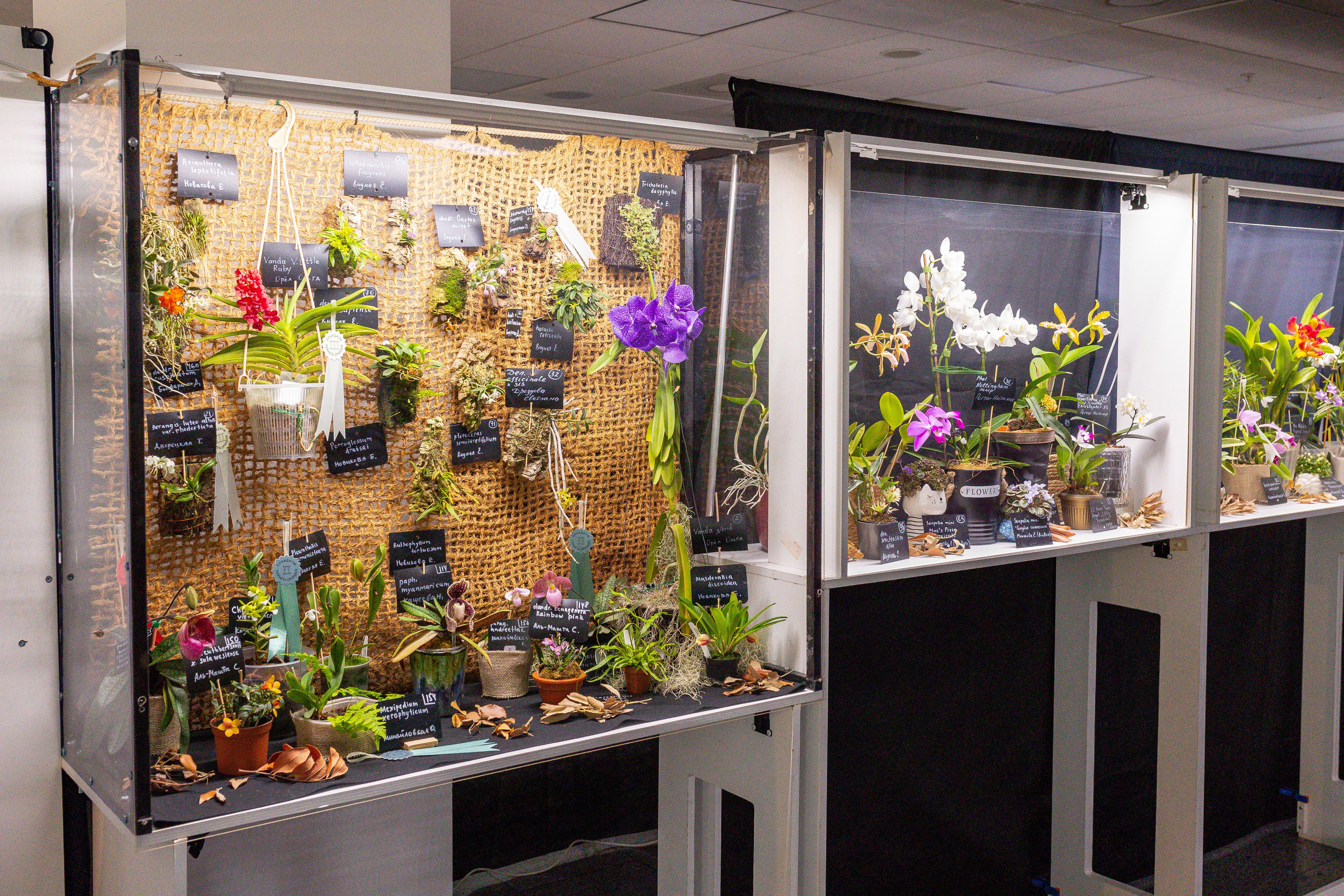 Орхидиум сентябрь 2025. Александра Куликова фотограф, Москва