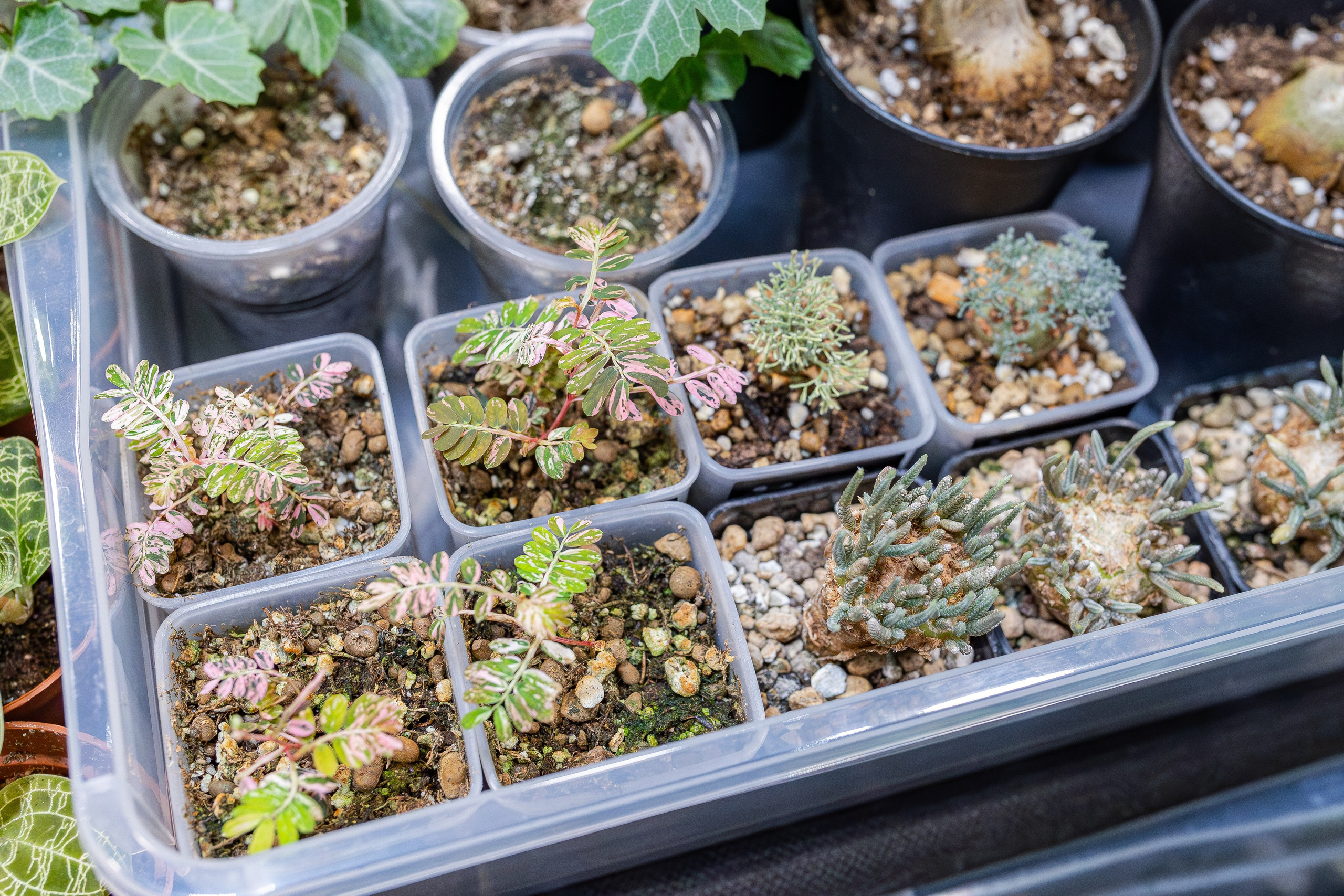 Монстериум апрель 2026. Александра Куликова фотограф, Москва