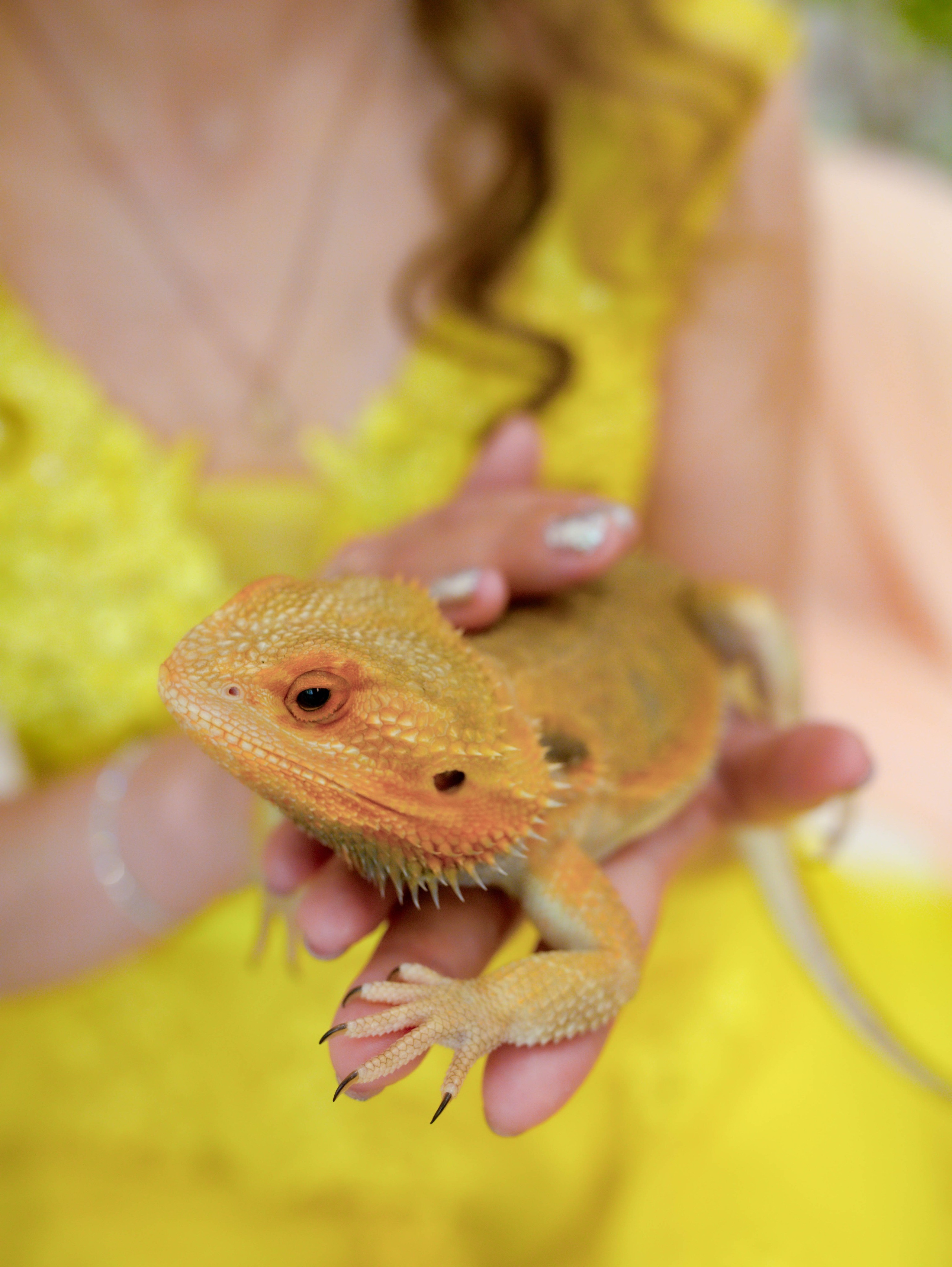 Фотосессия с Агамой. Свадебный и семейный фотограф Виолетта в Липецке