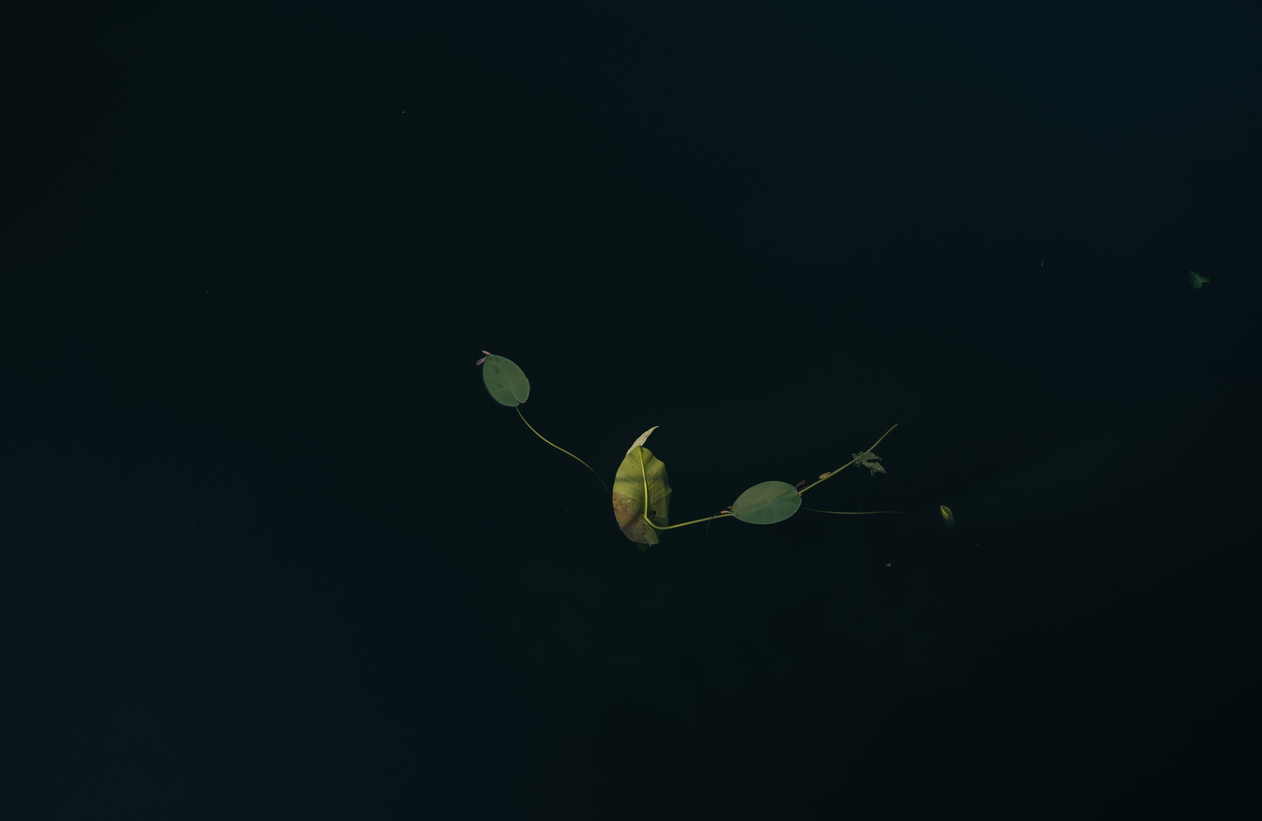 Тимур и Регина. Свадебный фотограф Уфа Дарья Насырова