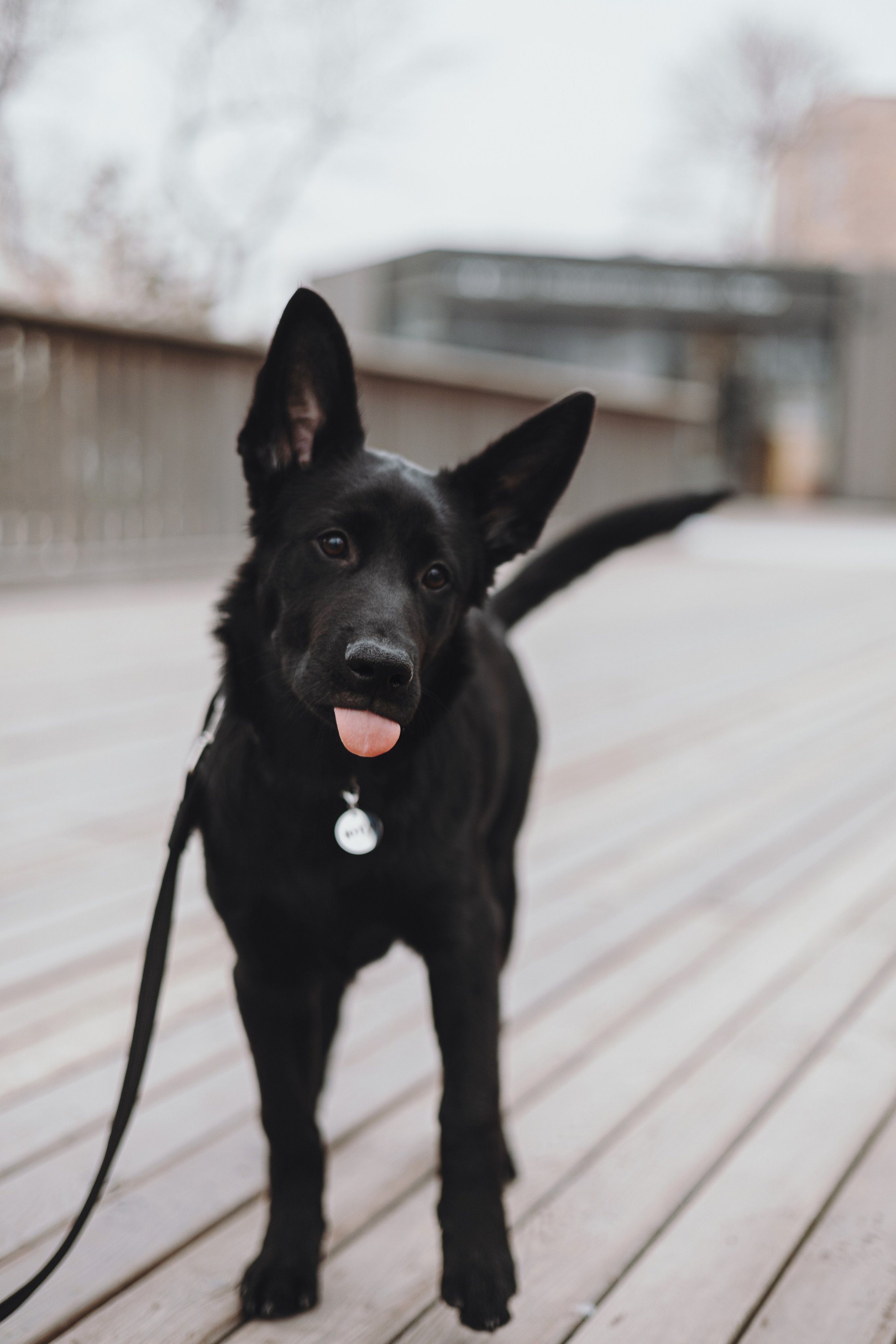 Ксения и Юта. Фотограф — анималист Владивосток, Алина